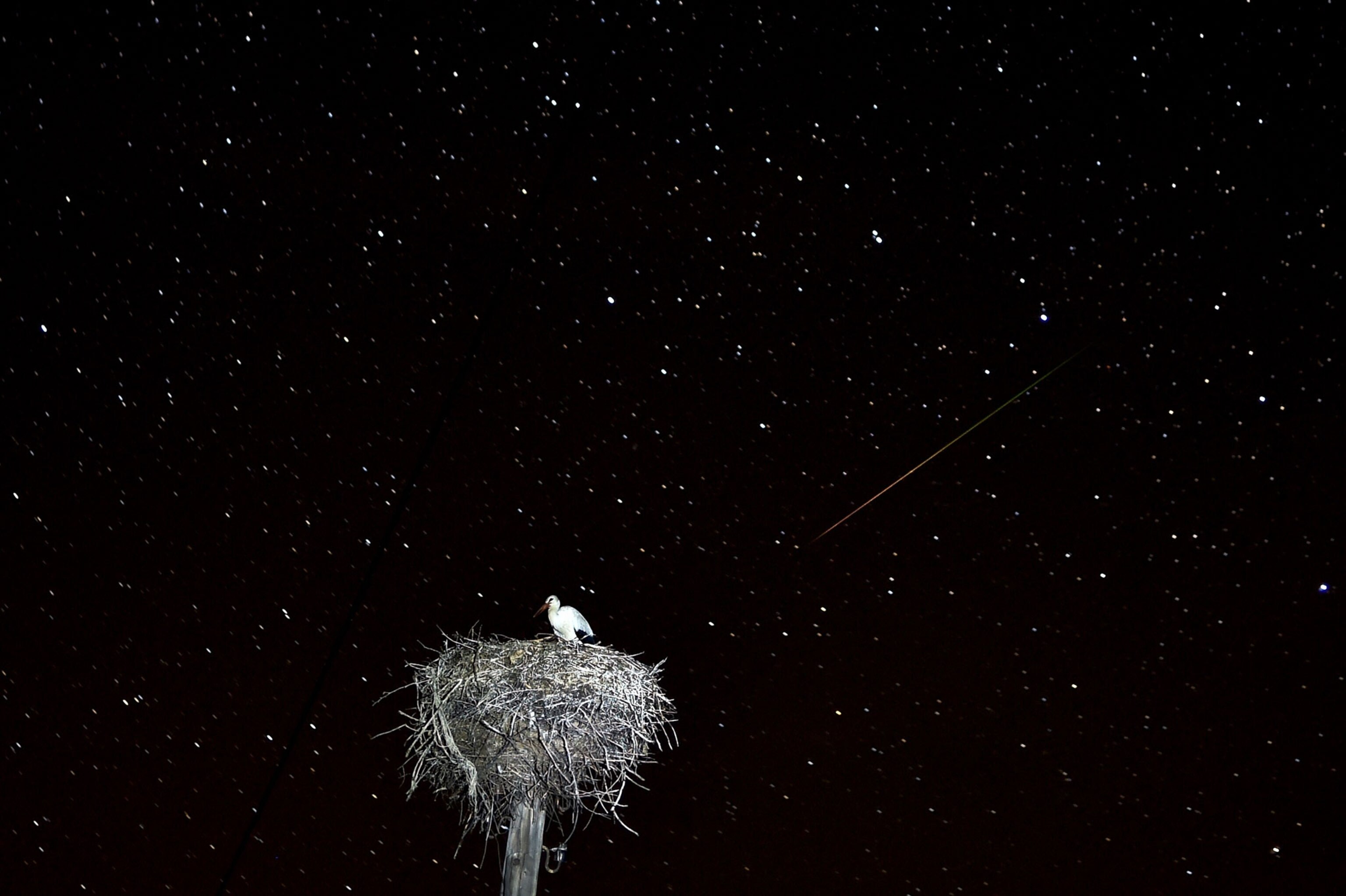 Perseids meteors cross the night sky over a stork sitting.