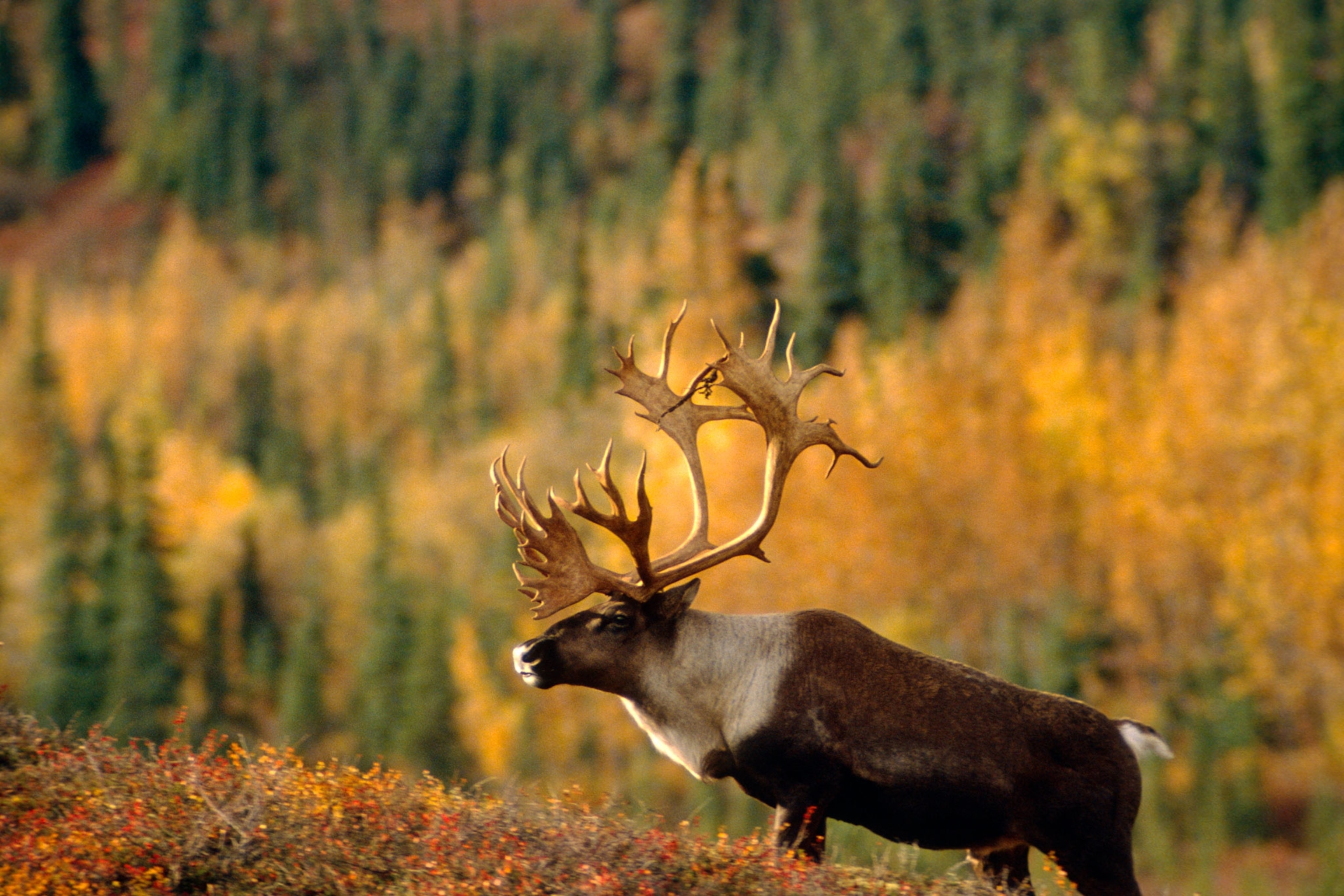 Caribou