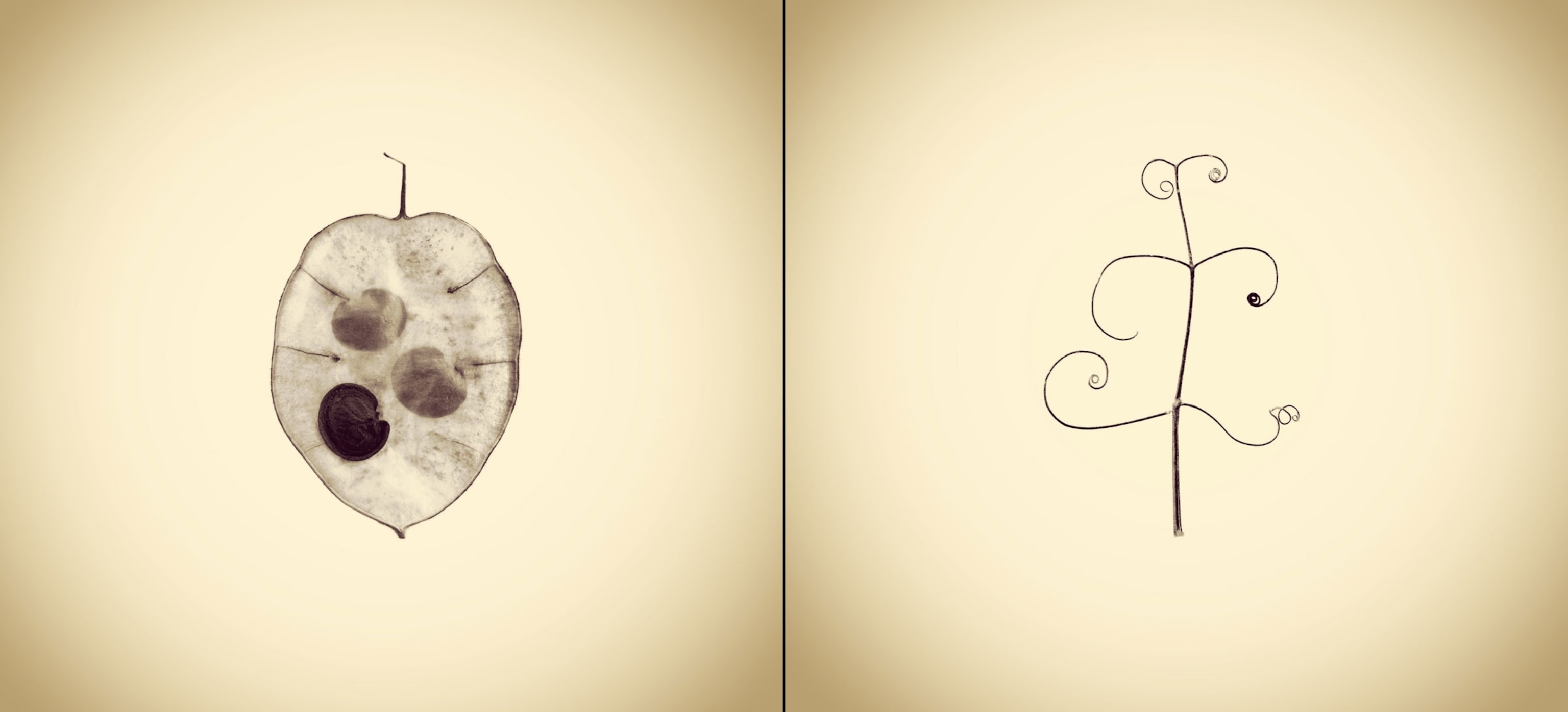 natural objects found near Joshua White's house.