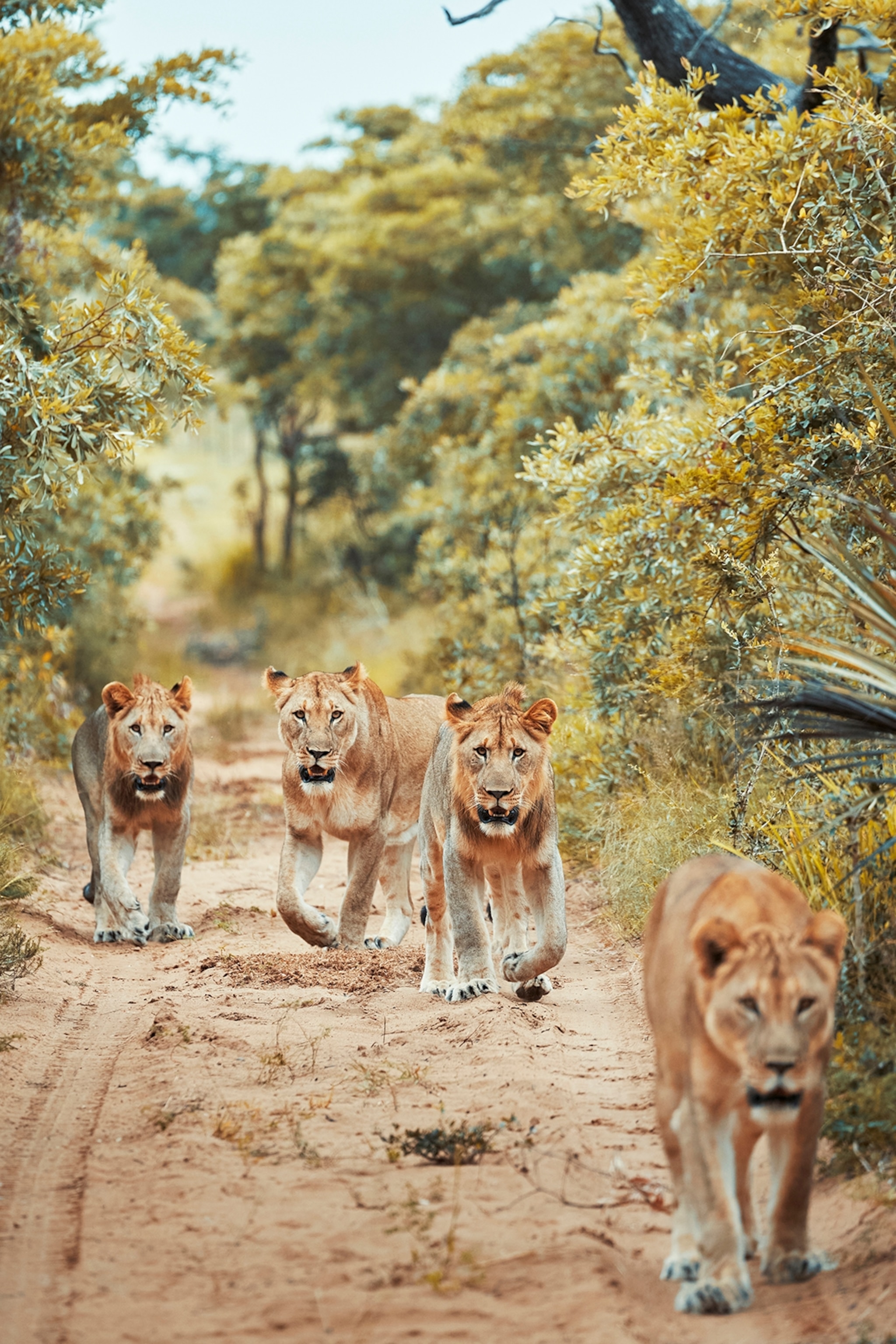 a group of lions on a track in African bush