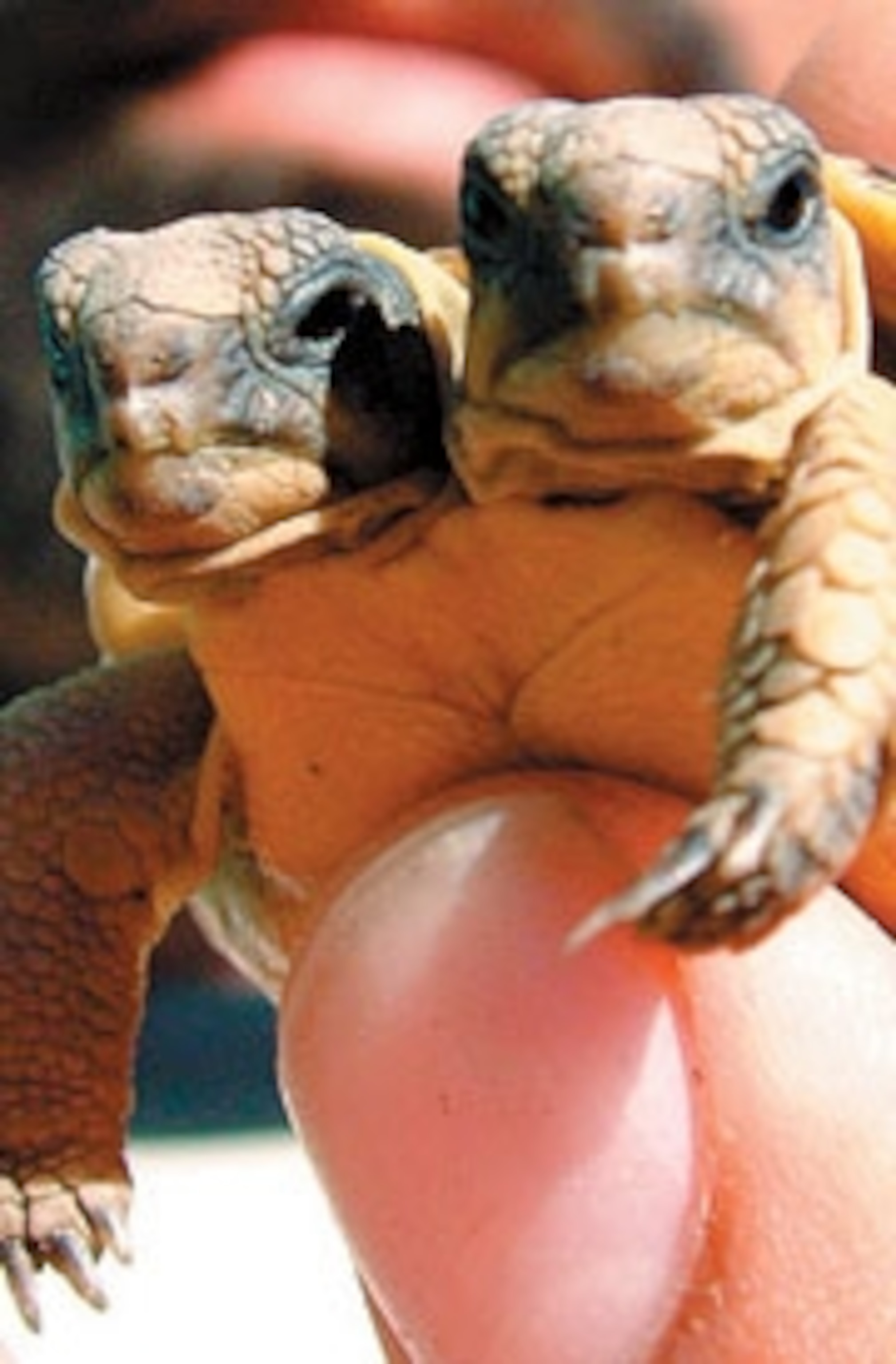 Two Headed Turtle