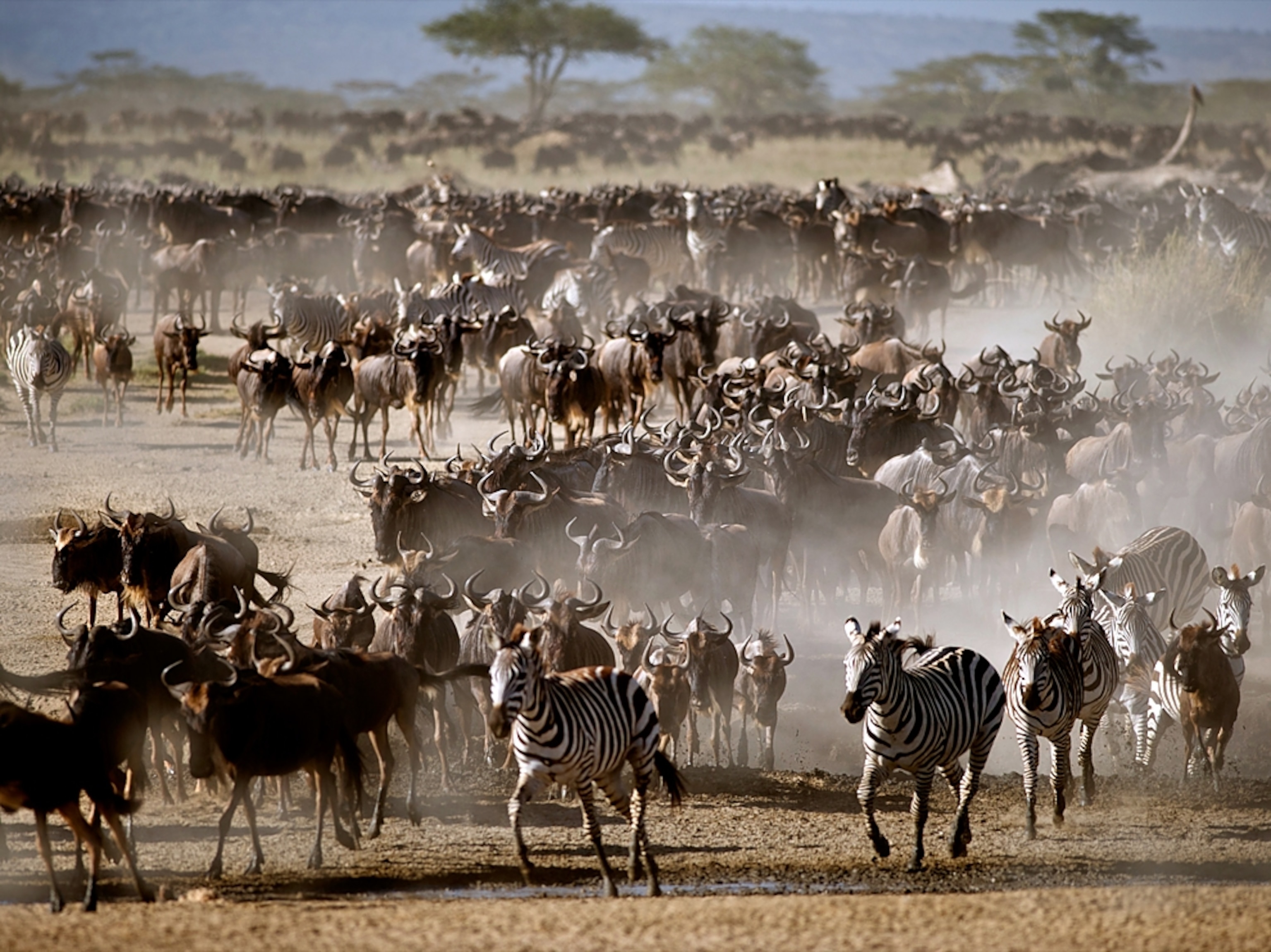 a stampede of wildebeests running on the Serengeti Plains, Tanzania
