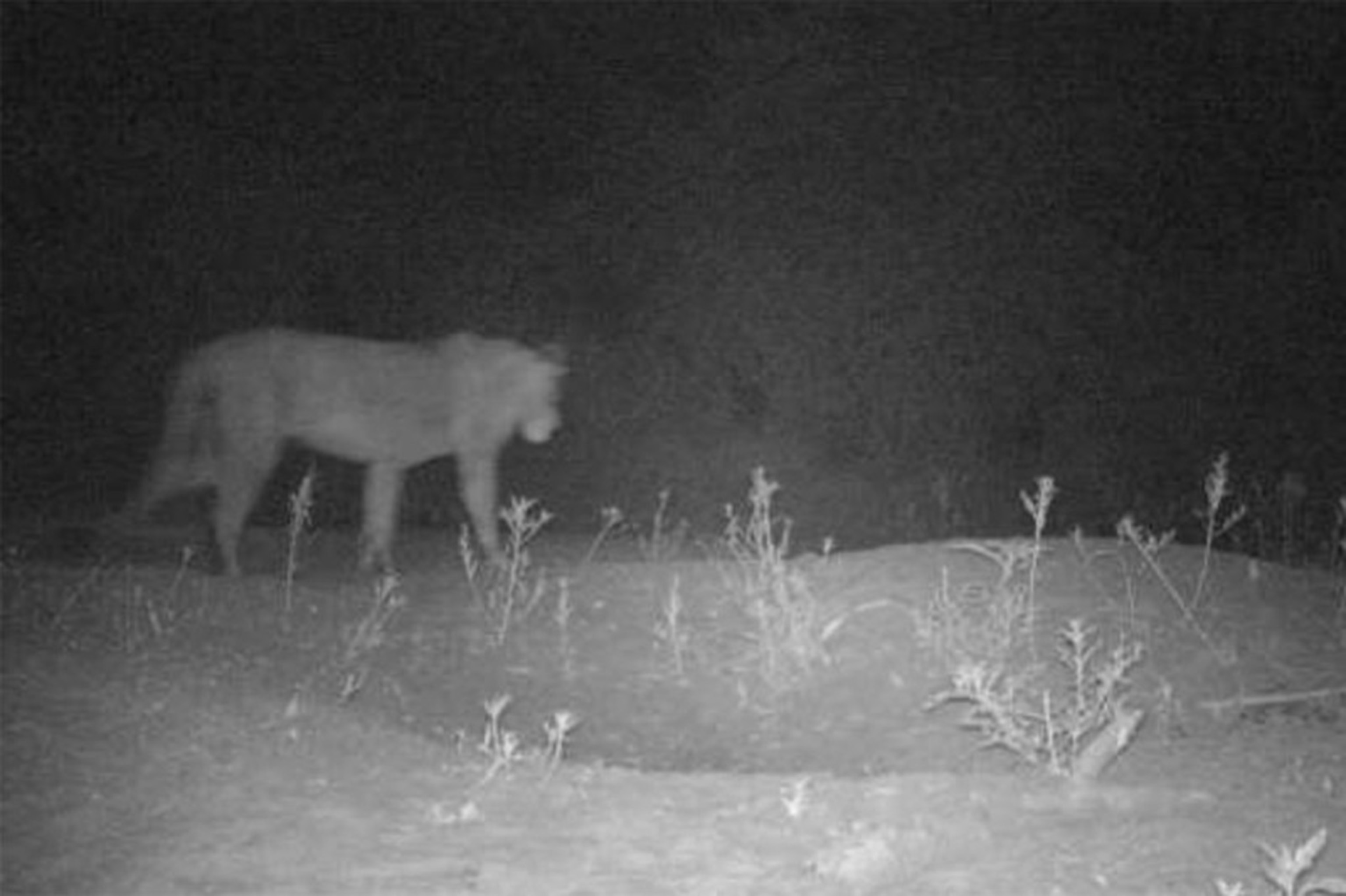 undiscovered population of lions has been found in a remote national park in Ethiopia