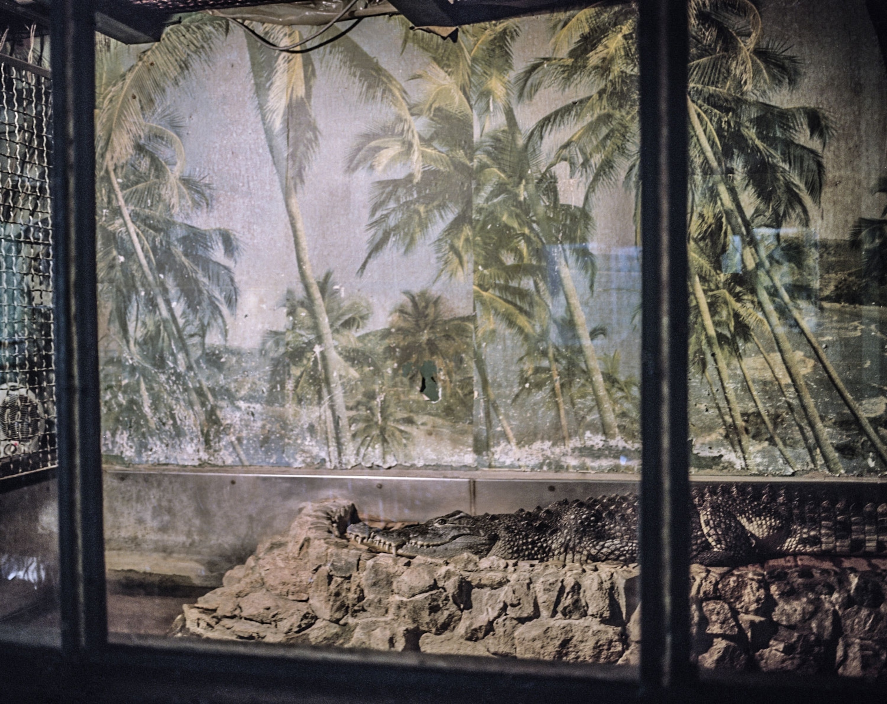 Dnipropetrovsk, 2015. A crocodile is seen in small zoo on Monastyrsky Island.