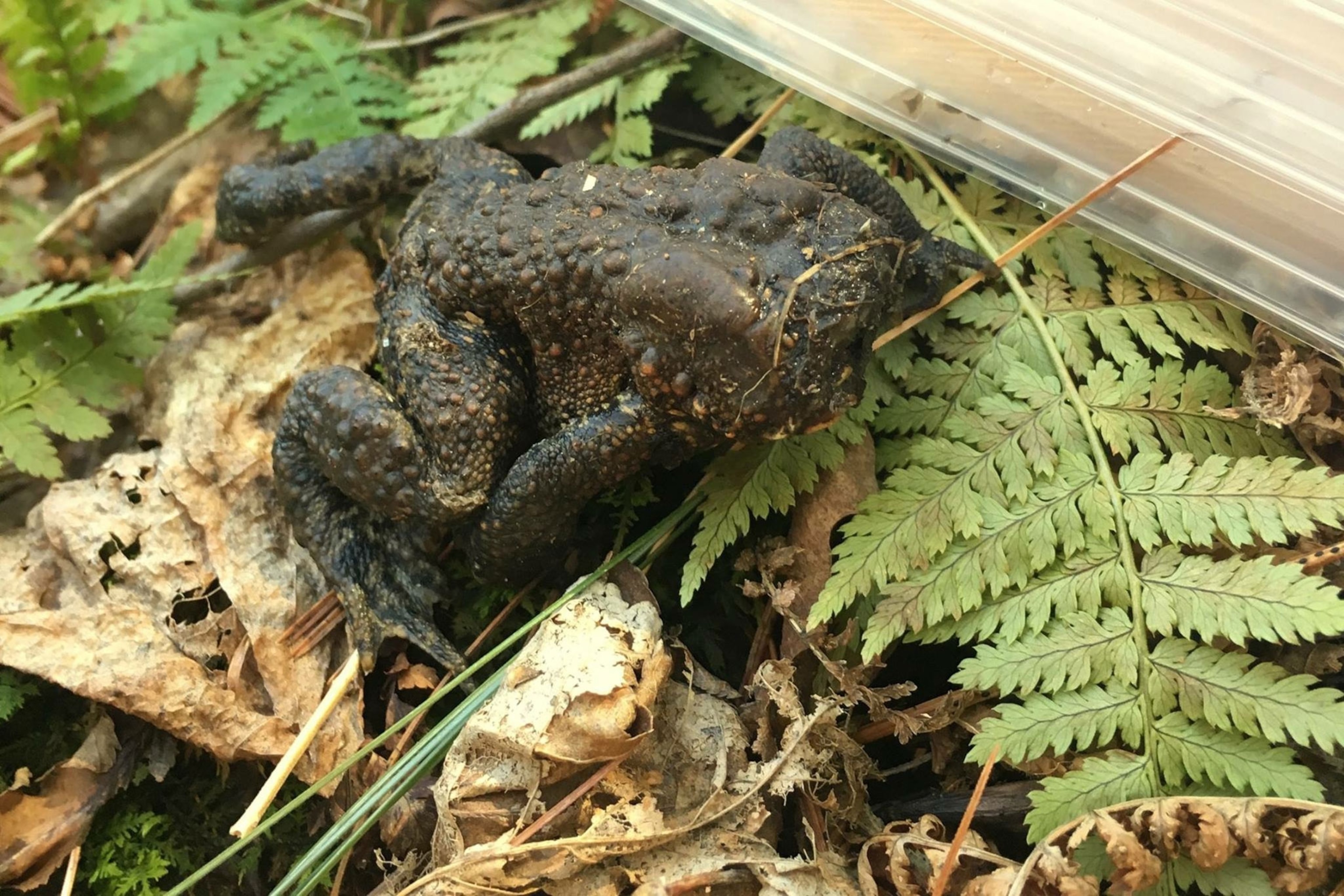 a toad