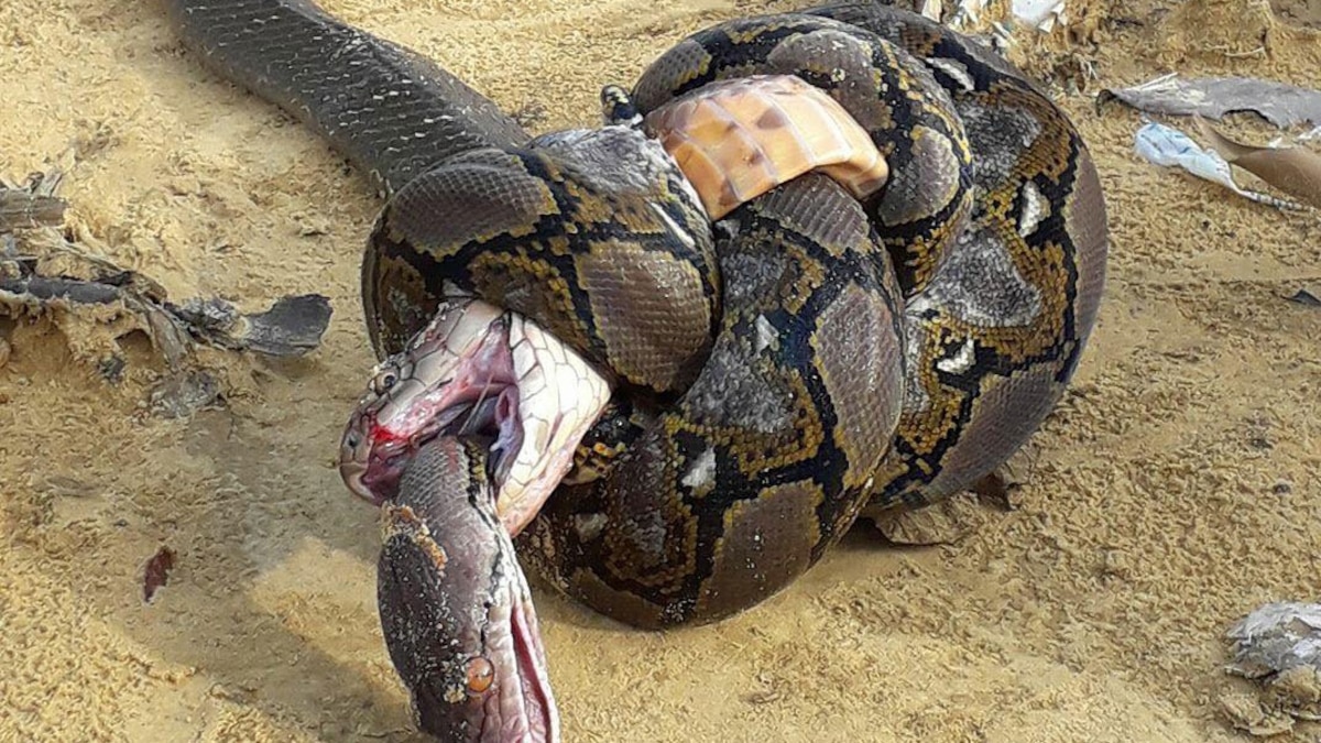 king cobra eating a python