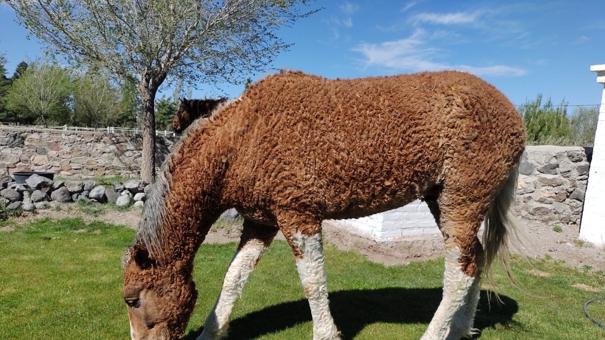 Charles Darwin couldn't find these legendary curly horses. Centuries ...