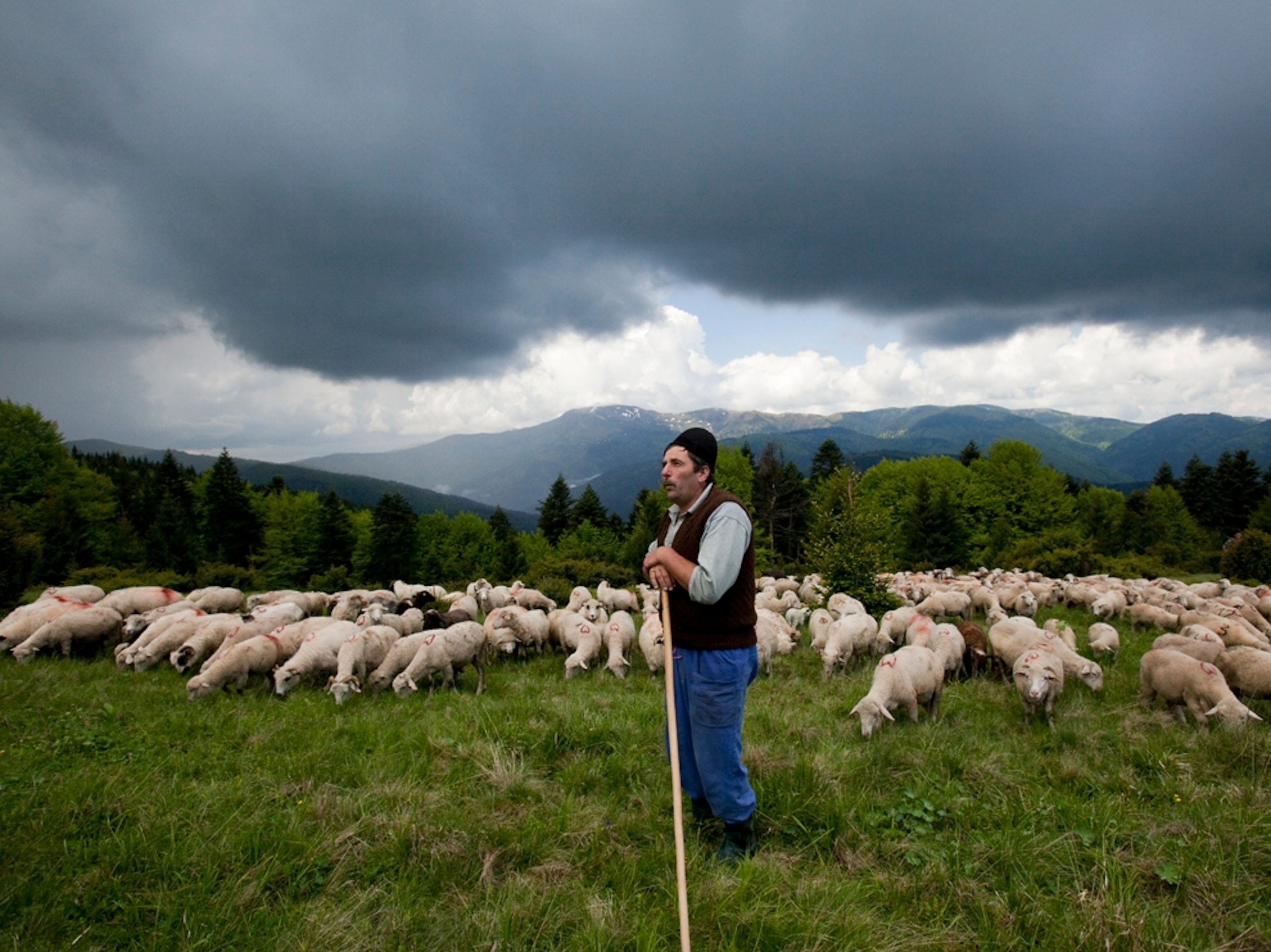 Shepherd and sheep, Bran, Transylvania, Romania.