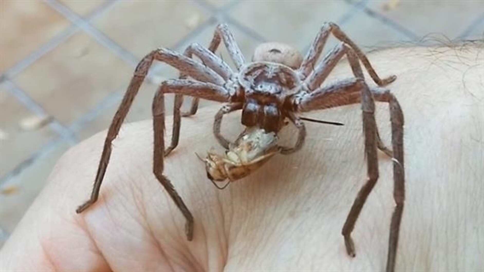 Watch a Giant Spider Devour a Cricket on a Man's Hand | National Geographic, image size:1884x1060