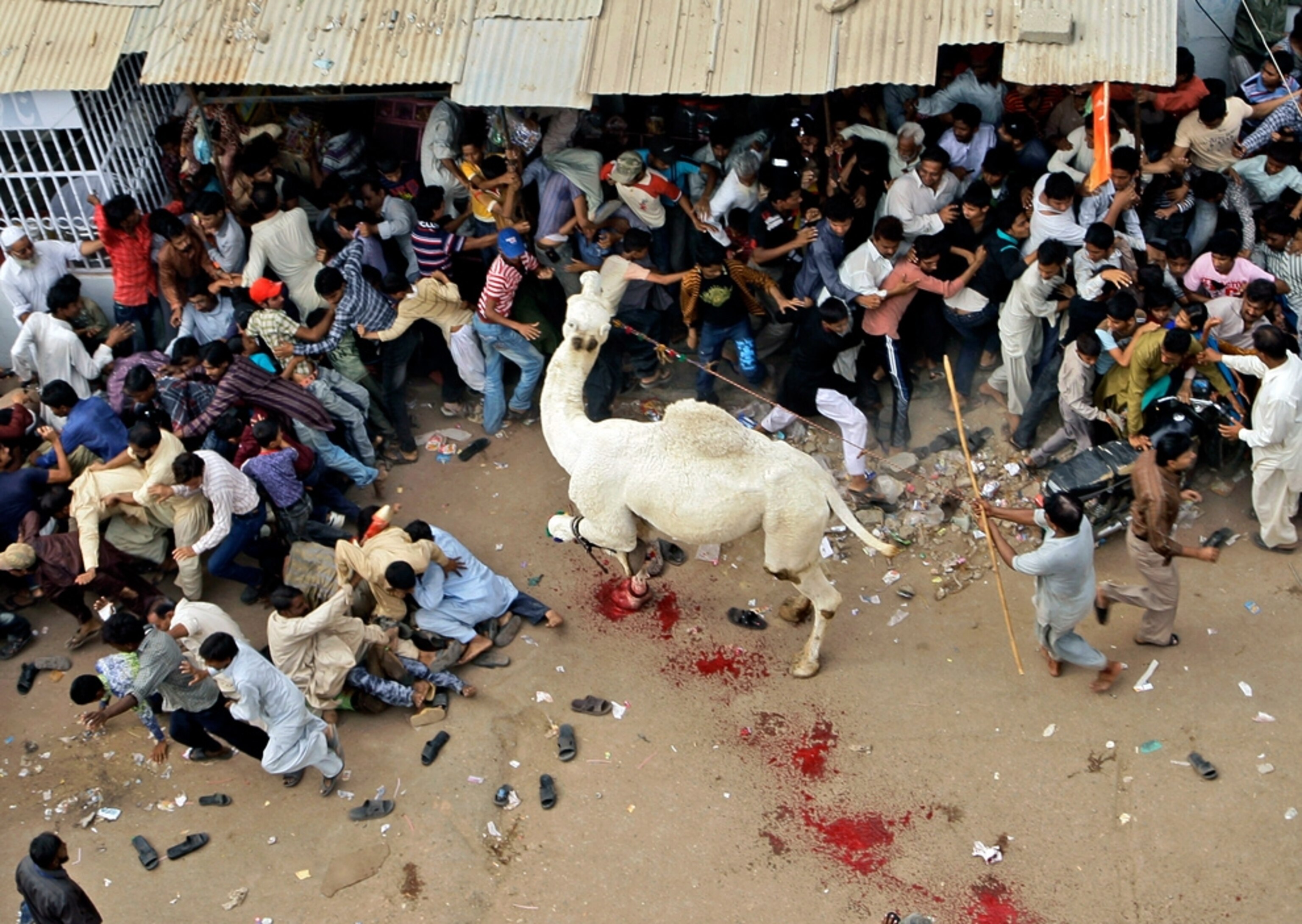 Camel picture: camel attacks crowd during slaughter in Pakistan -- for best pictures of November photo gallery