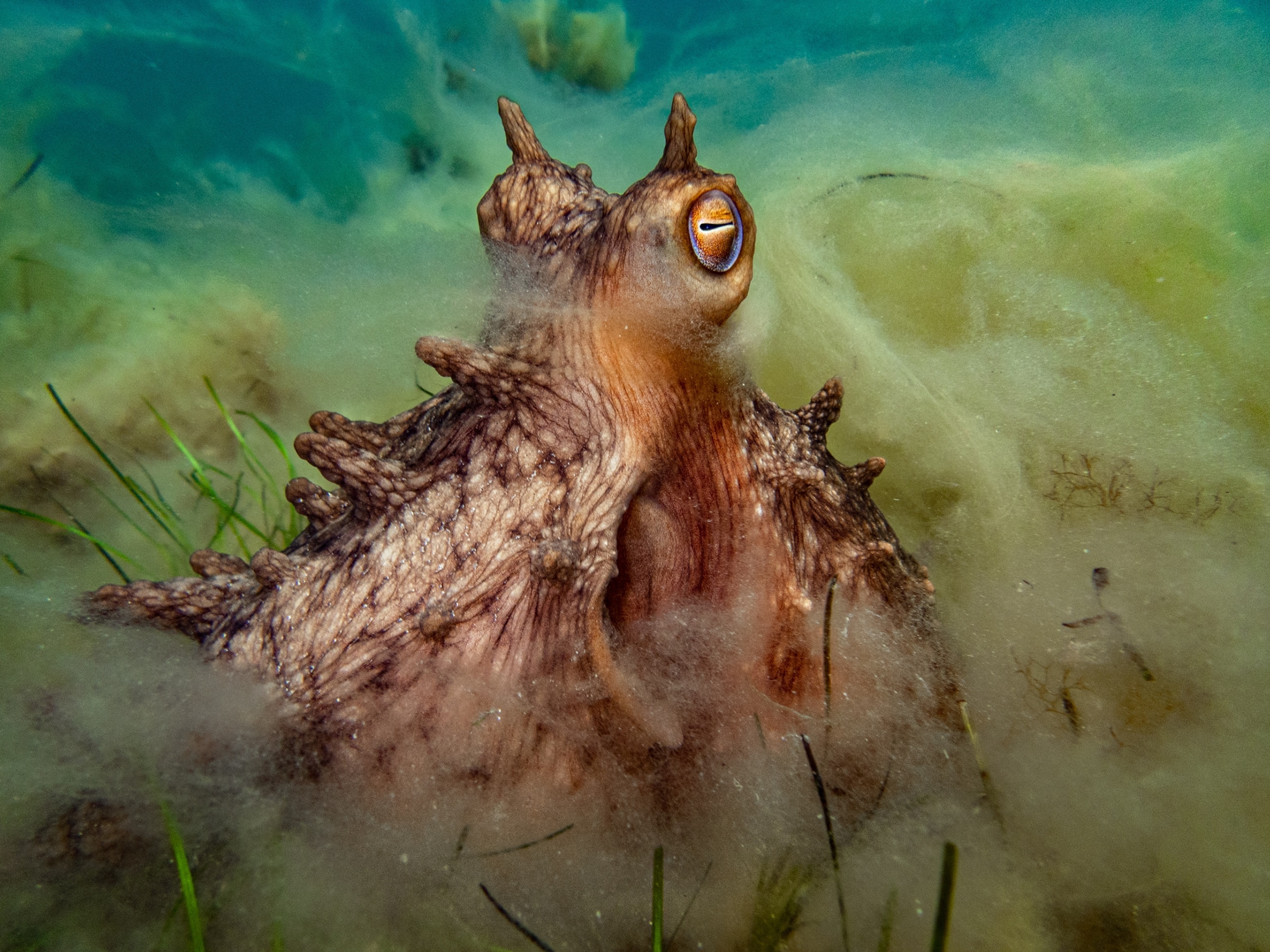 Octopus hidden in sand with eyes elevated.