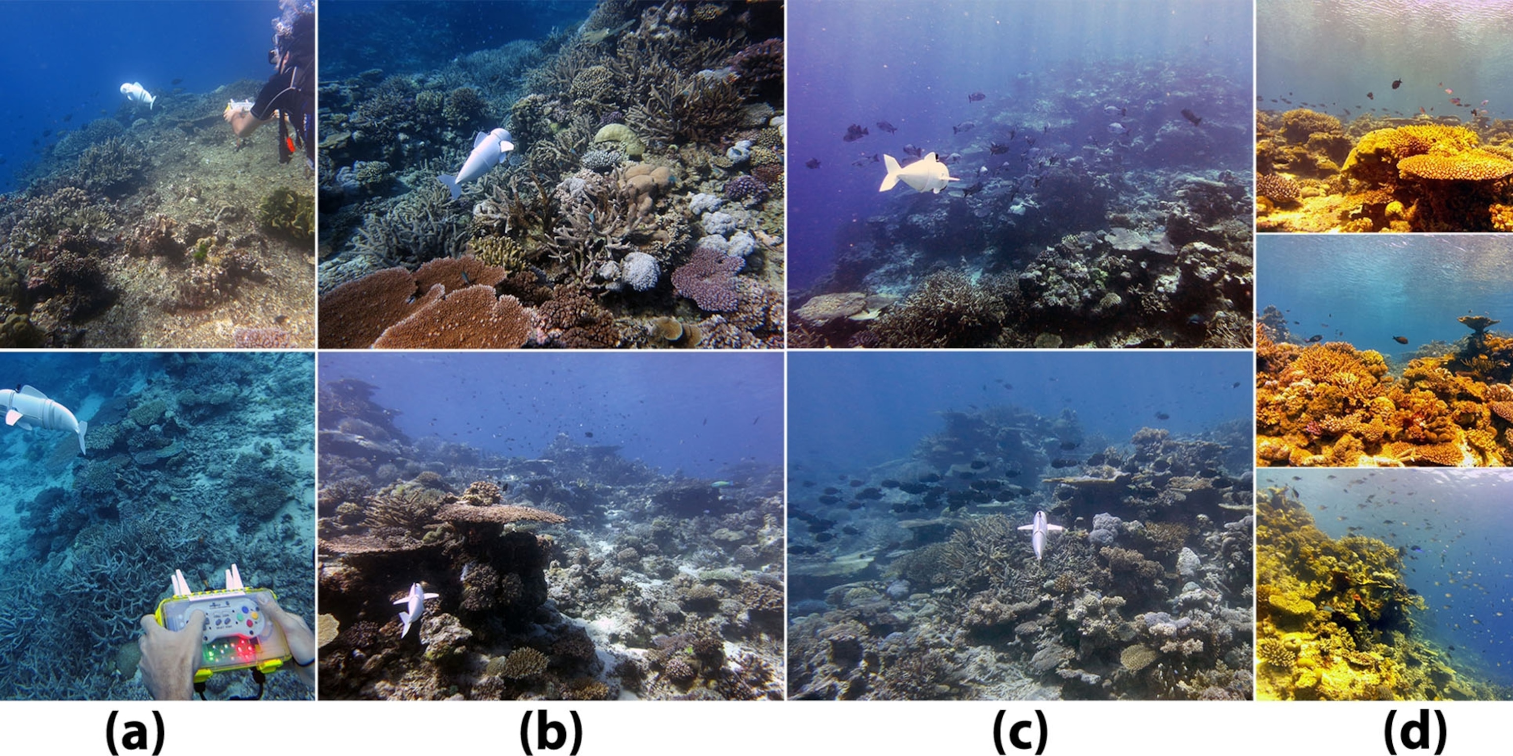 MIT Unveils SoFi, the Most Advanced Robotic Fish of Its Kind