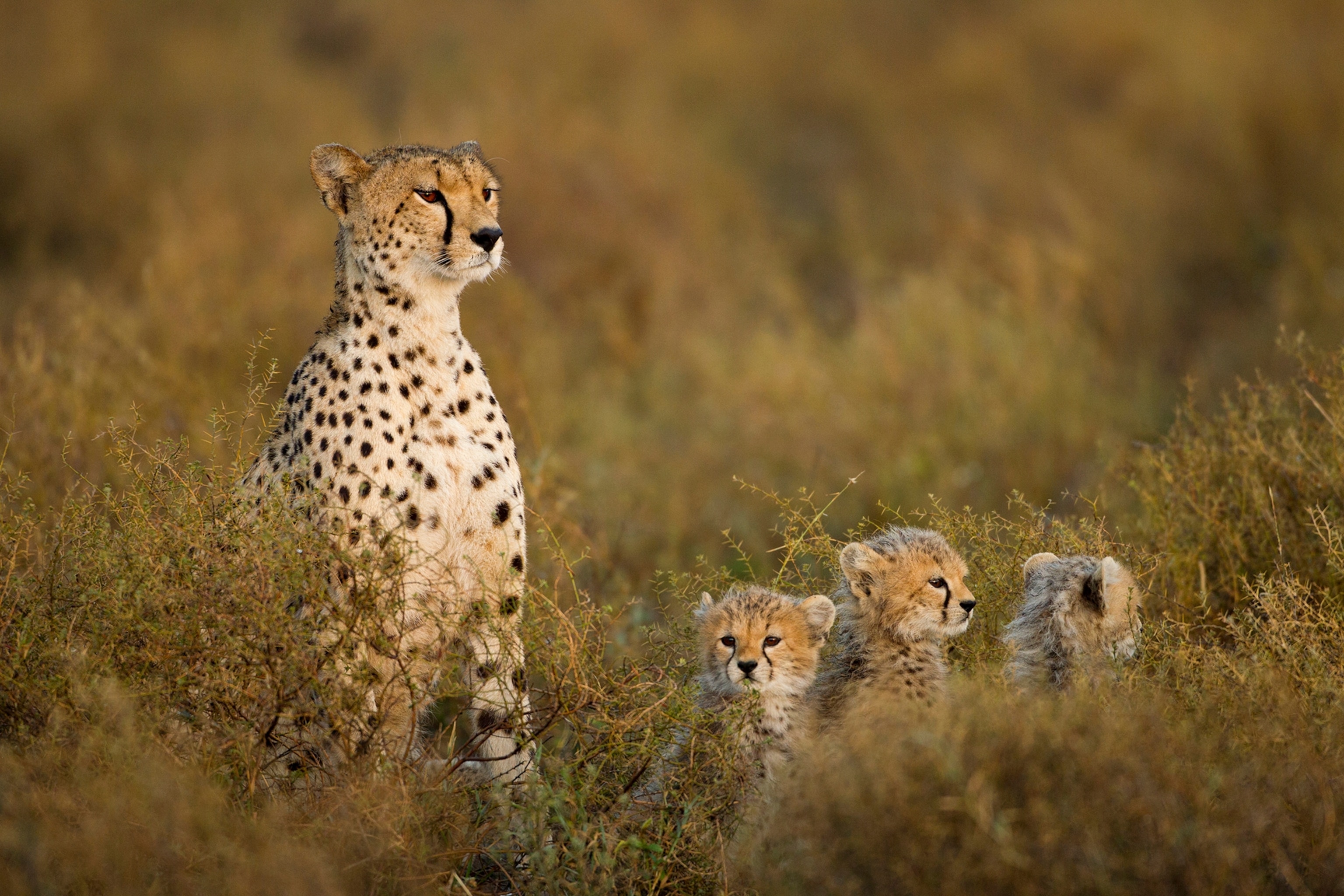 baby cheetah cubs with mum