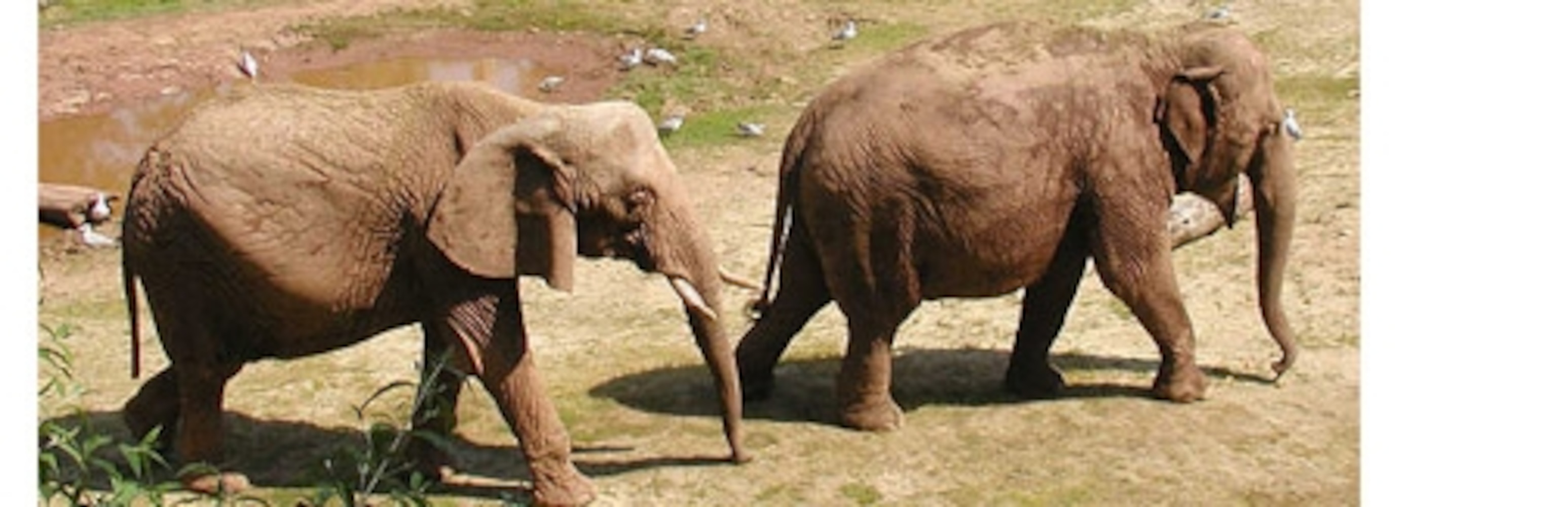 Elephantzoo.jpg