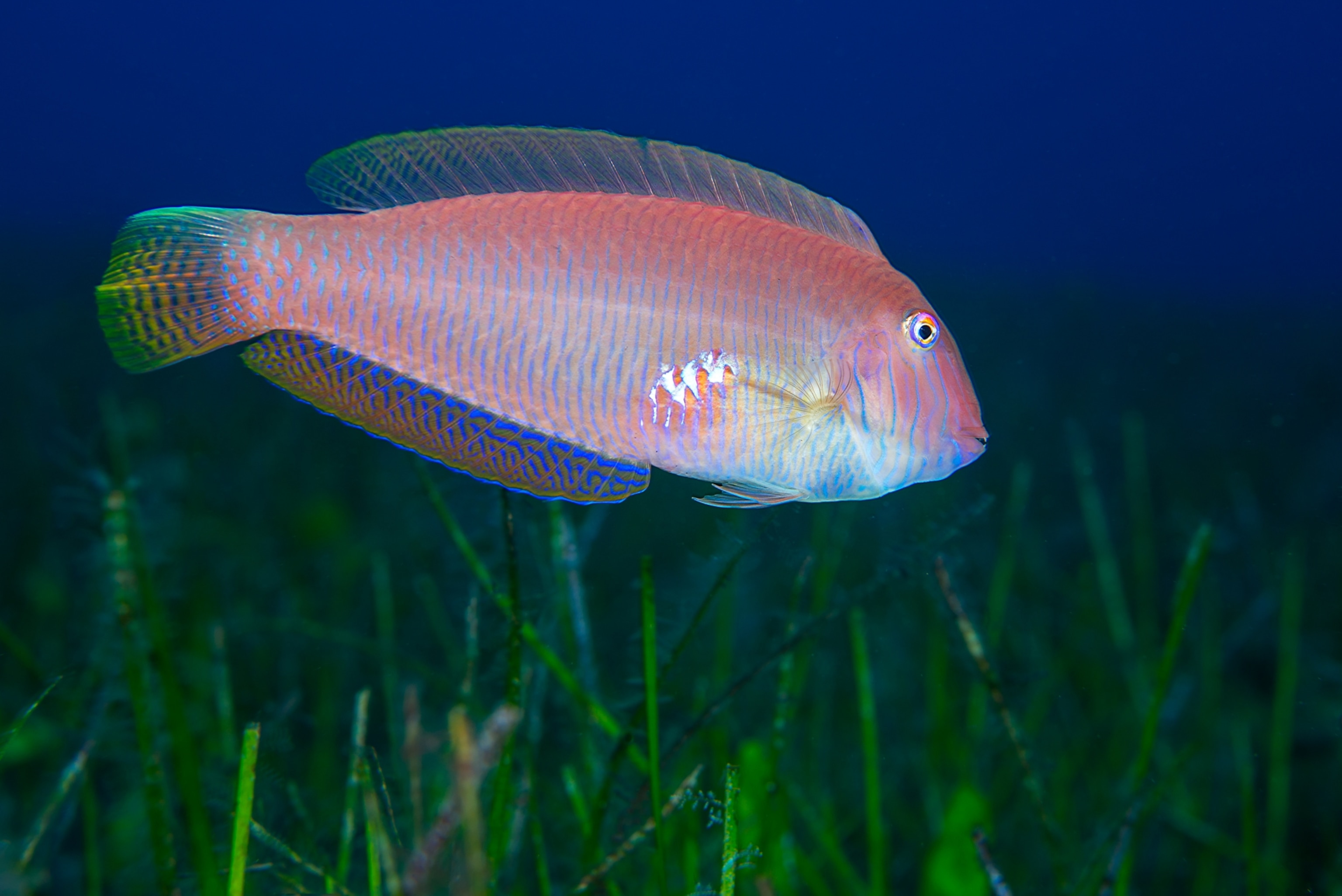 A pinkish-orange fish with blue striped fins swims above a dark green seagrass bed against a deep blue underwater background