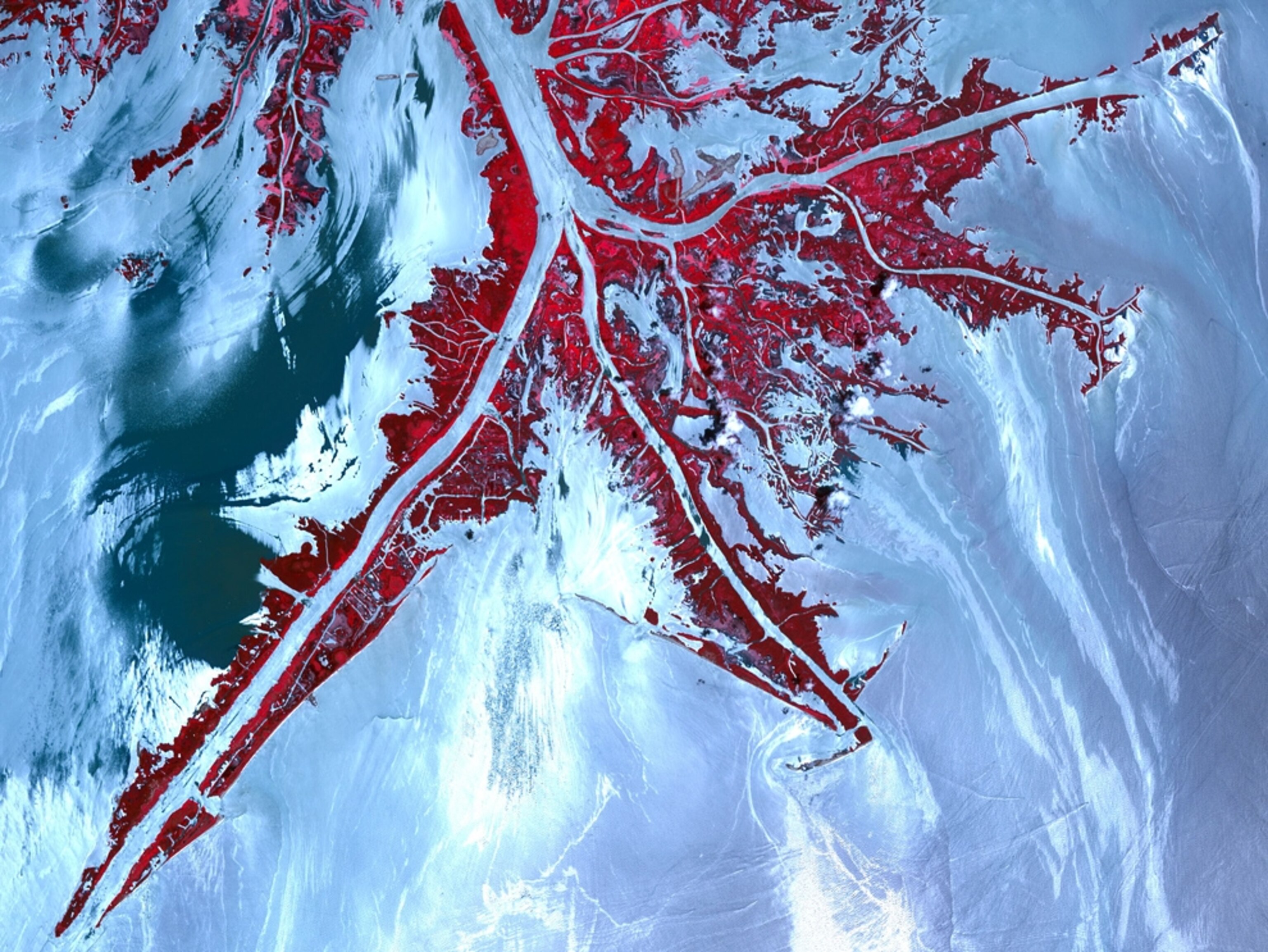 A false-color satellite picture of oil encroaching on the tip of the Mississippi River Delta.