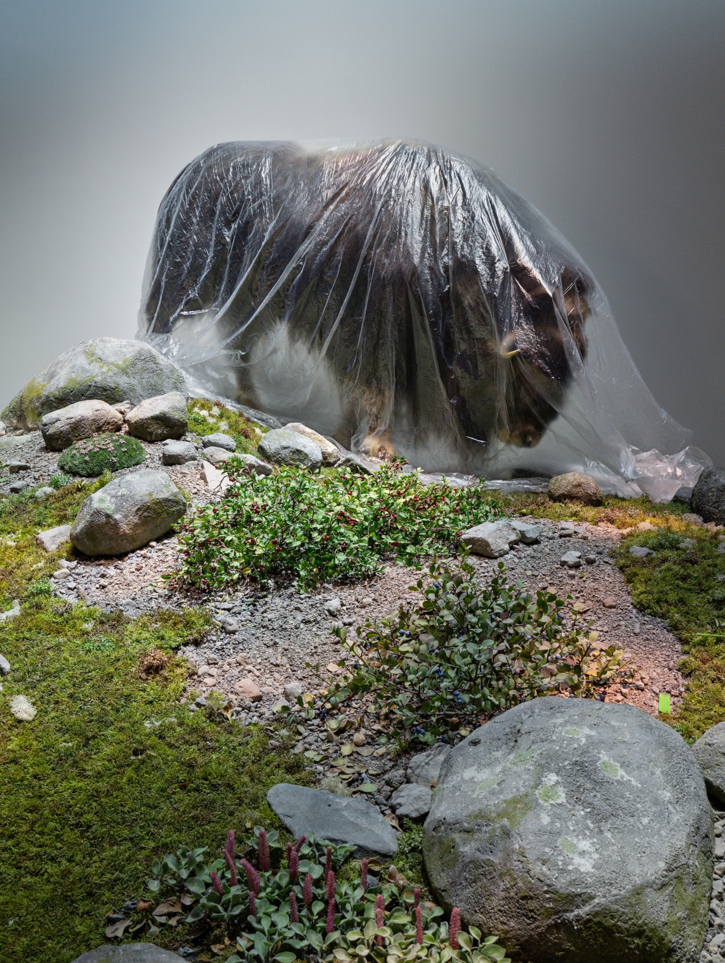 A musk ox specimen stands on a hill with grass and rocks with a plain, grey wall background