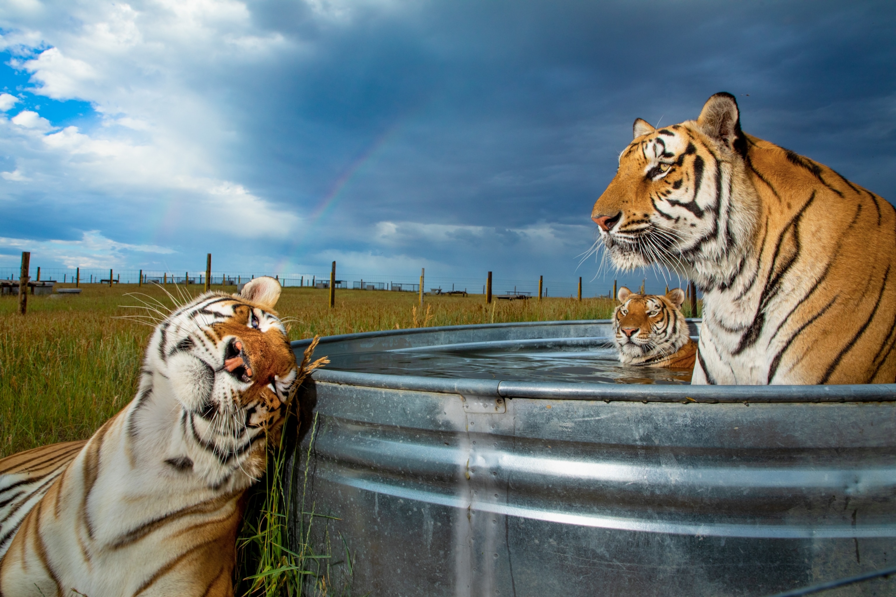 Clay, Daniel, and Enzo, three of 39 tigers rescued from Joe Exotic’s now defunct Oklahoma zoo, cool off at the Wild Animal Sanctuary in Keenesburg, Colorado. These cats will live out their lives here, receiving proper nutrition and vet care.
