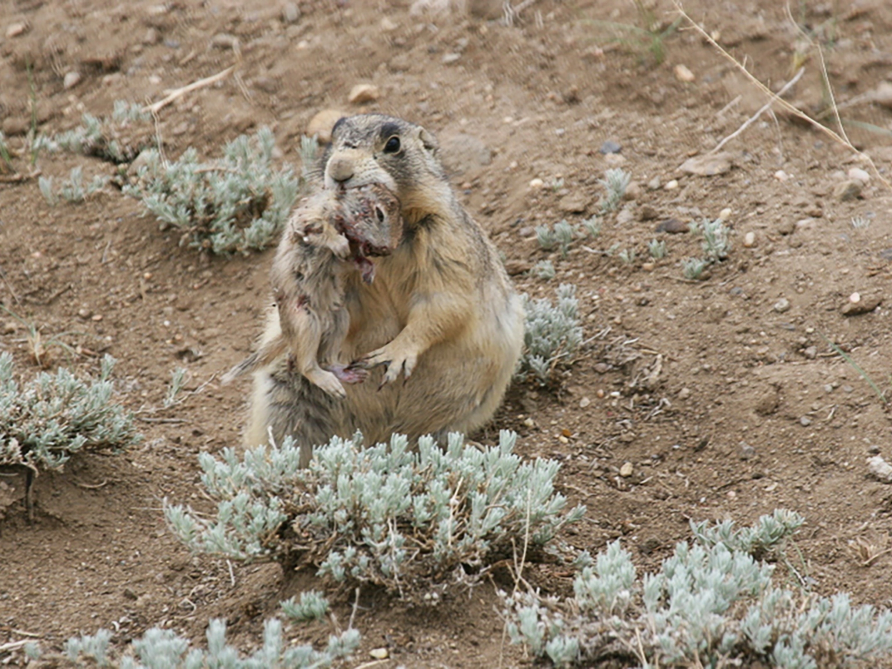The Unexpected Carnivore: Do Prairie Dogs Eat Meat? - o8usixp