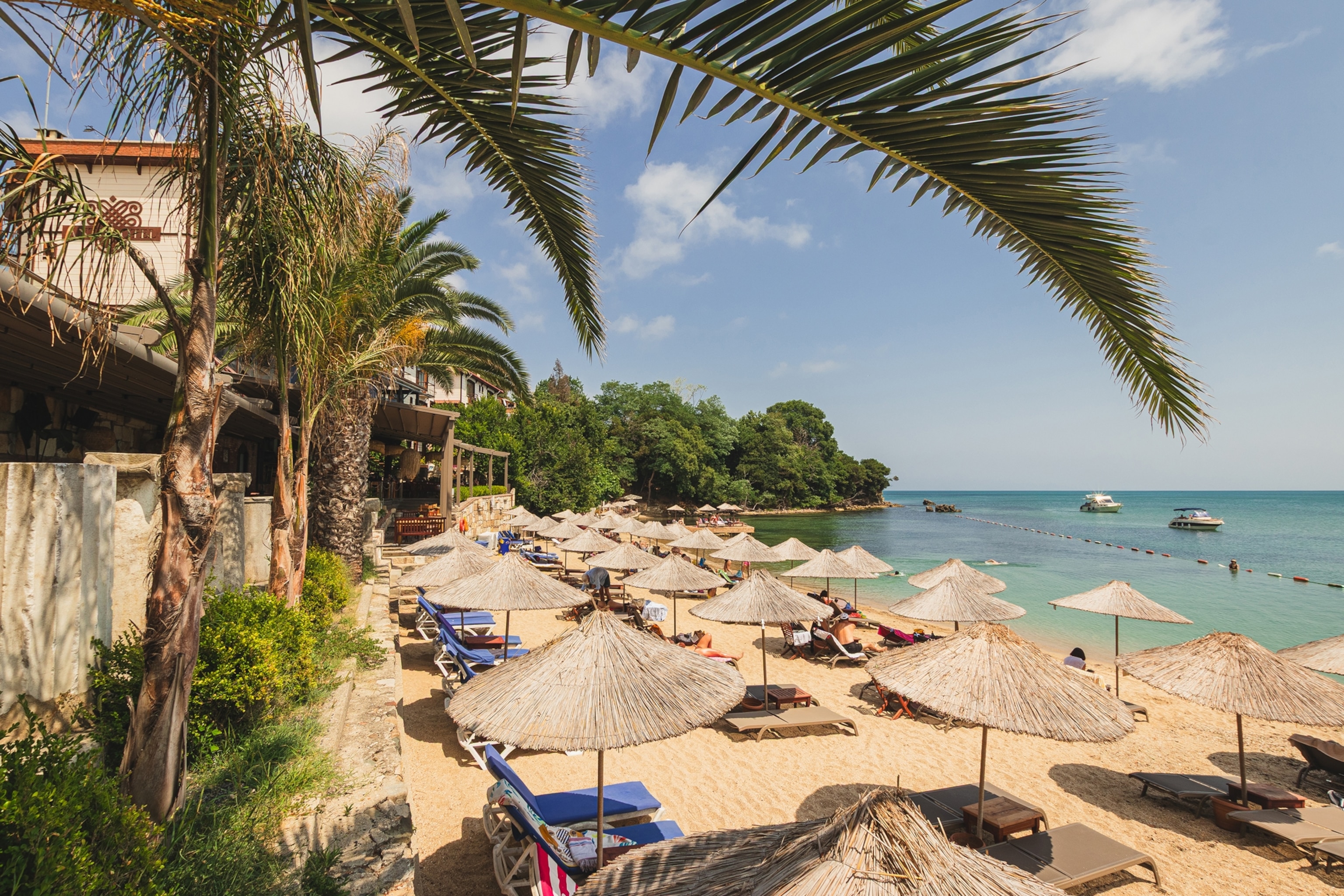 A rare blend of palm trees and pine forests overlooks the Black Sea, offering a warm, Mediterranean feel in a northern landscape.