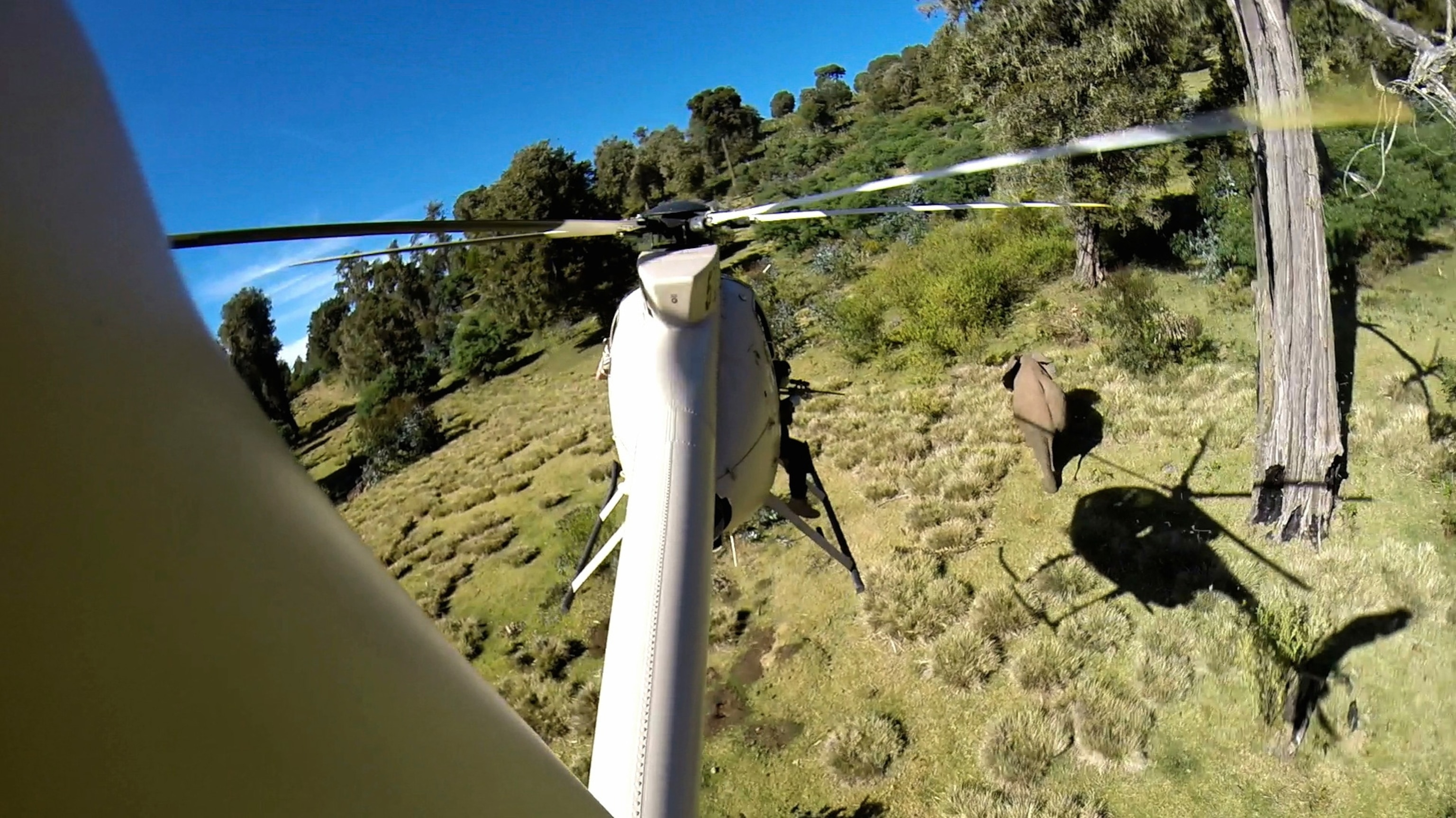elephant being followed by a helicopter, Kenya