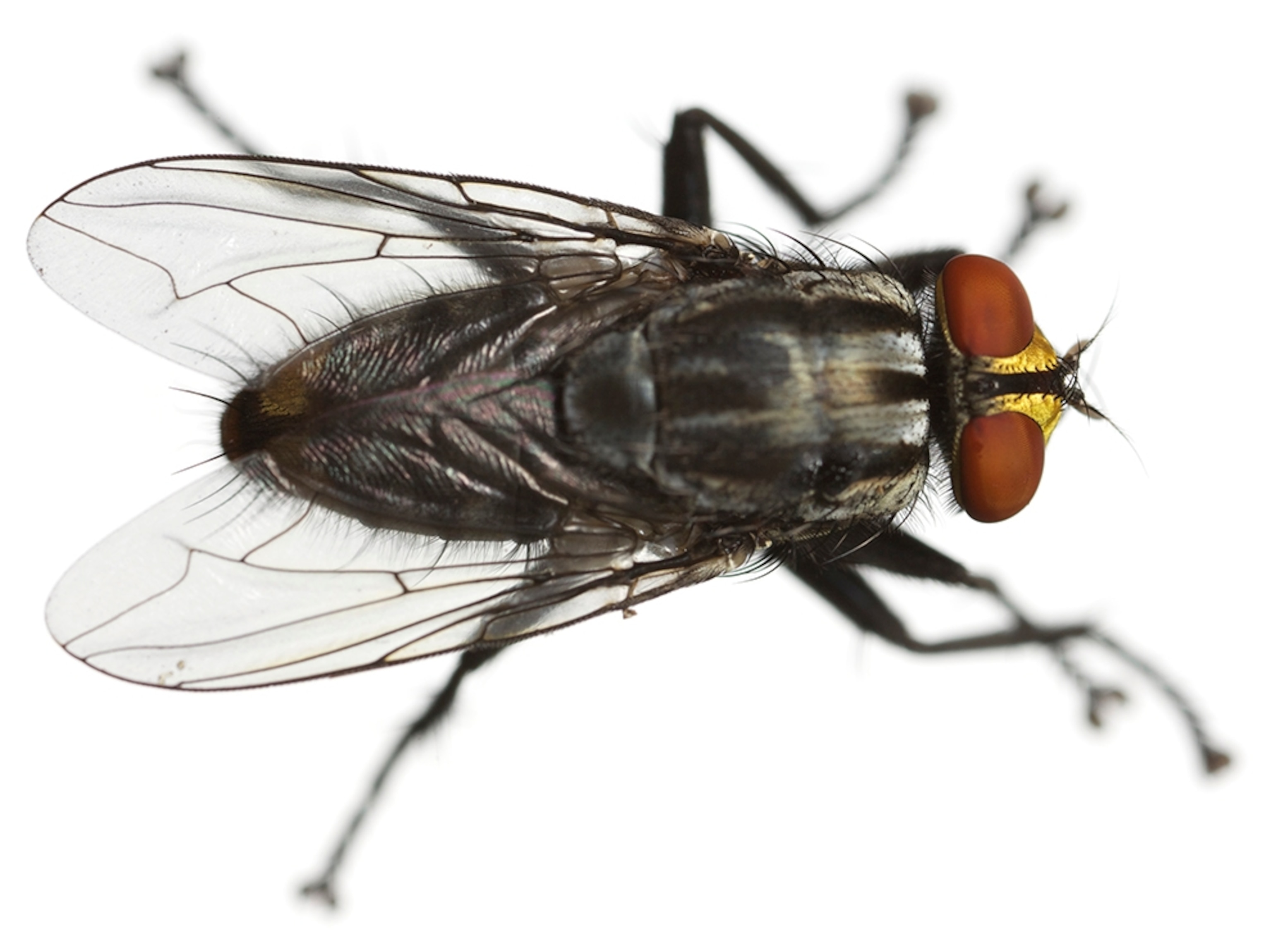 Common Name: Flesh fly, Scientific Name: Sarcophaga (Tolucamyia) or (Neobelliaria) sp., Magnification: 1.6x,
