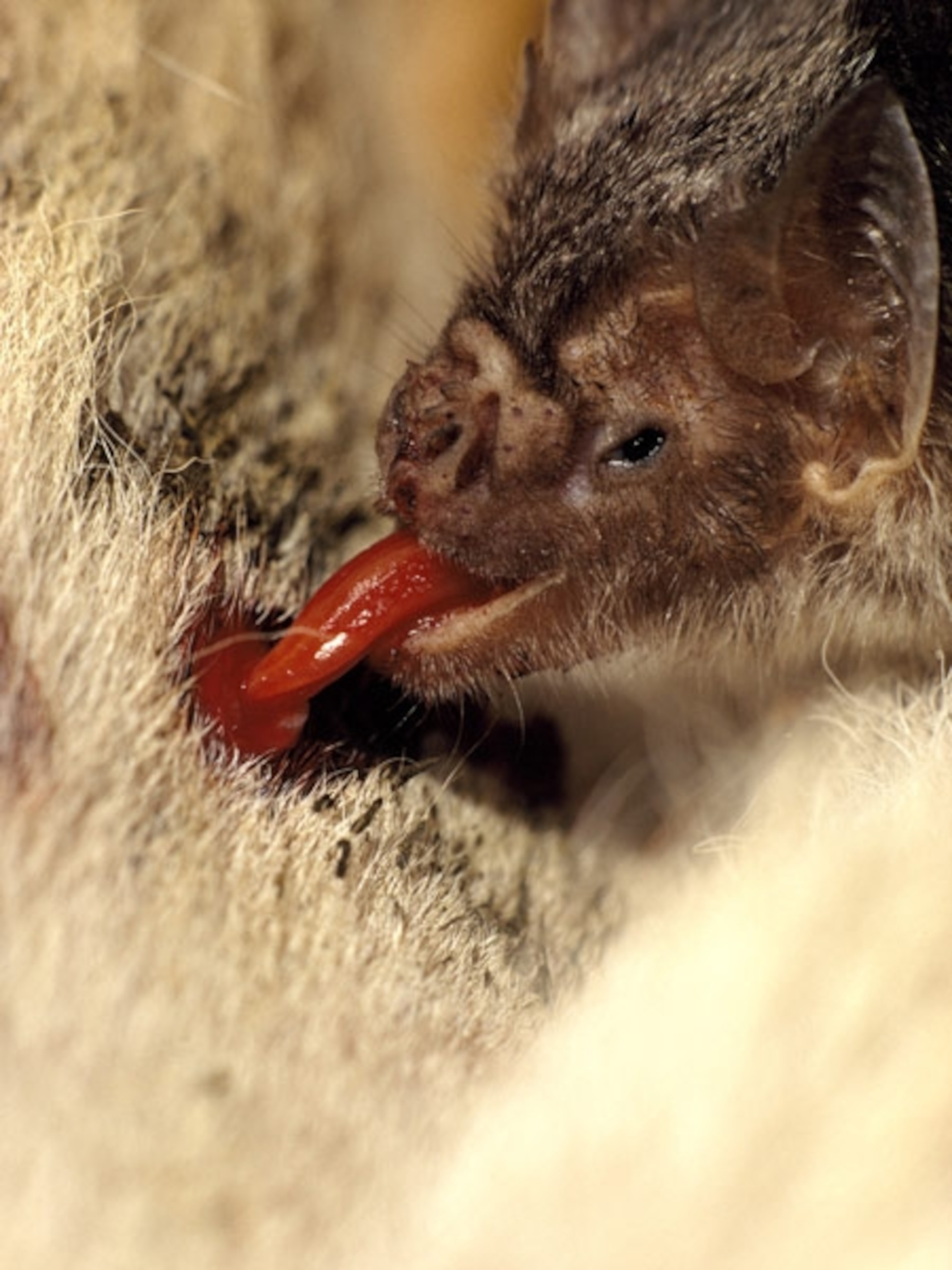 Vampire bat feeding on a sleeping cow