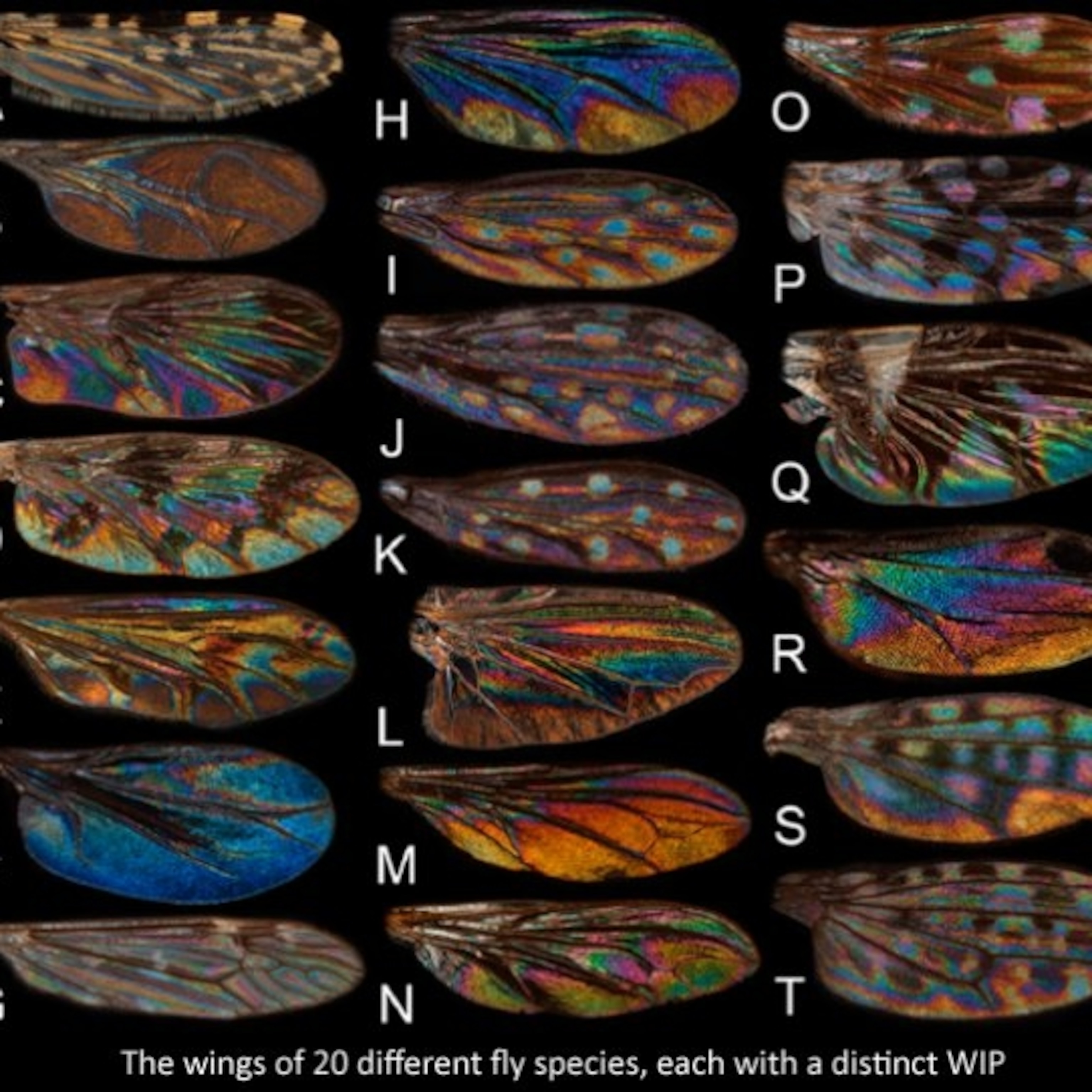 House Fly Wings