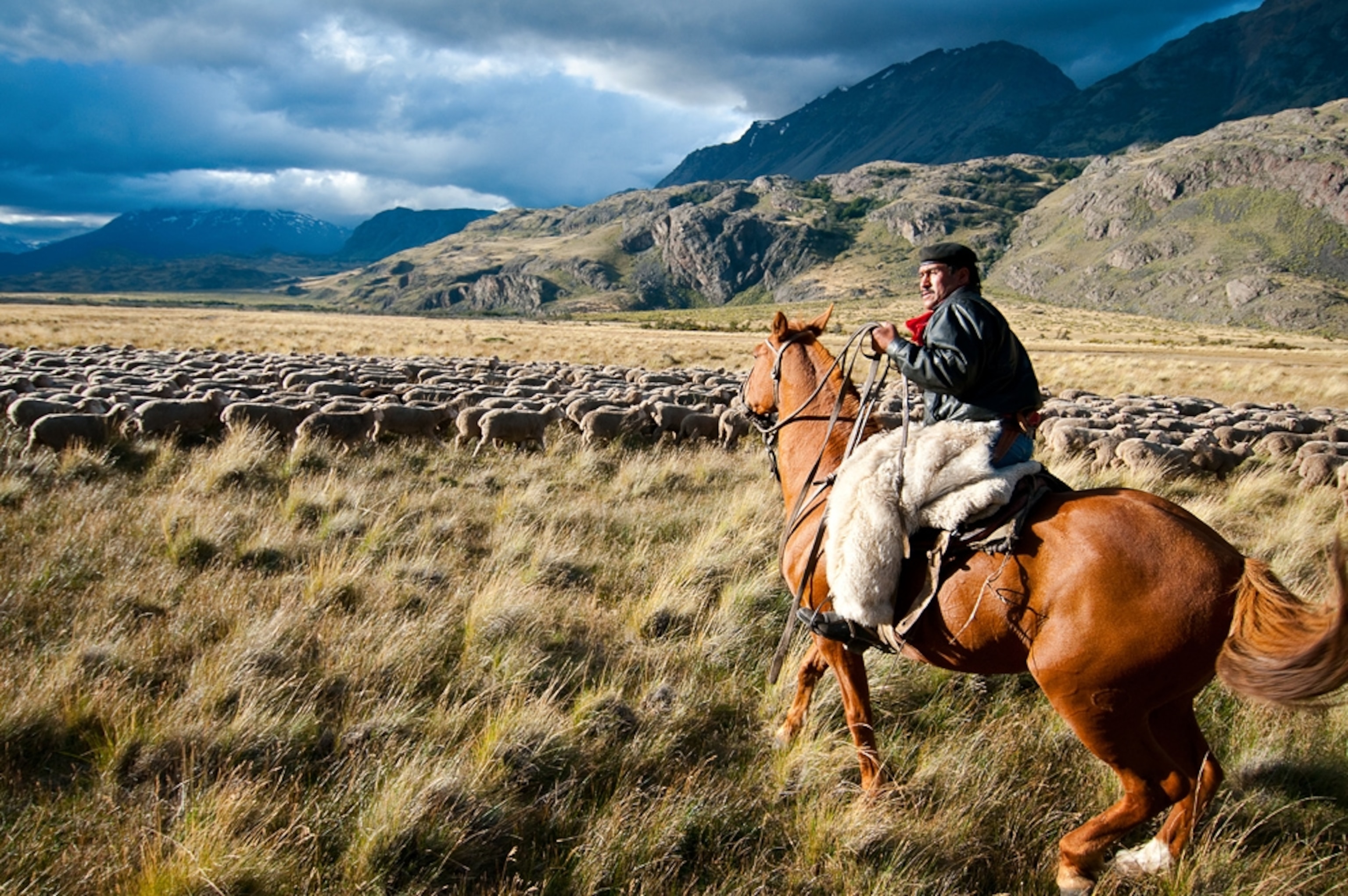 A gaucho herds sheep on horseback