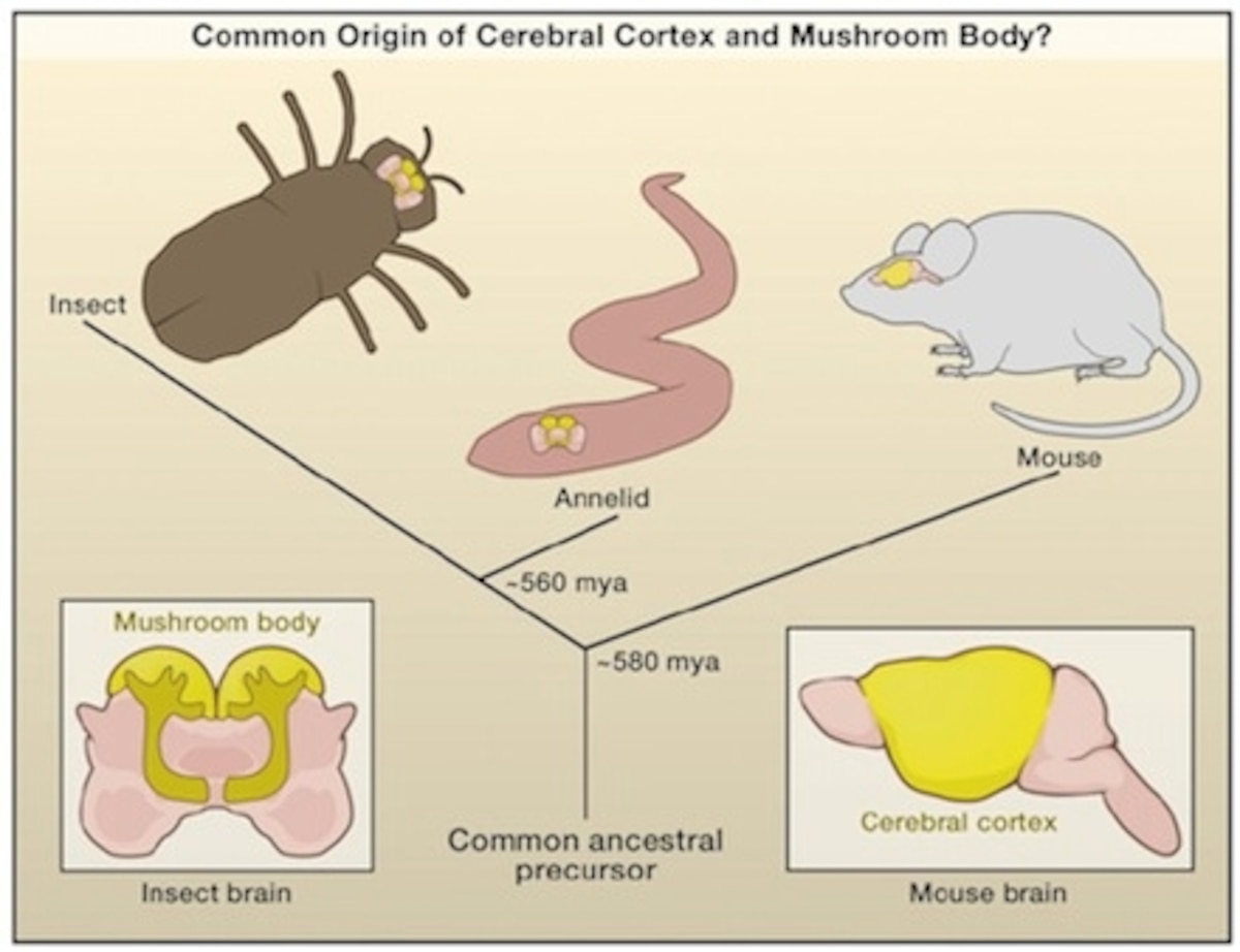 The Worm In Your Brain