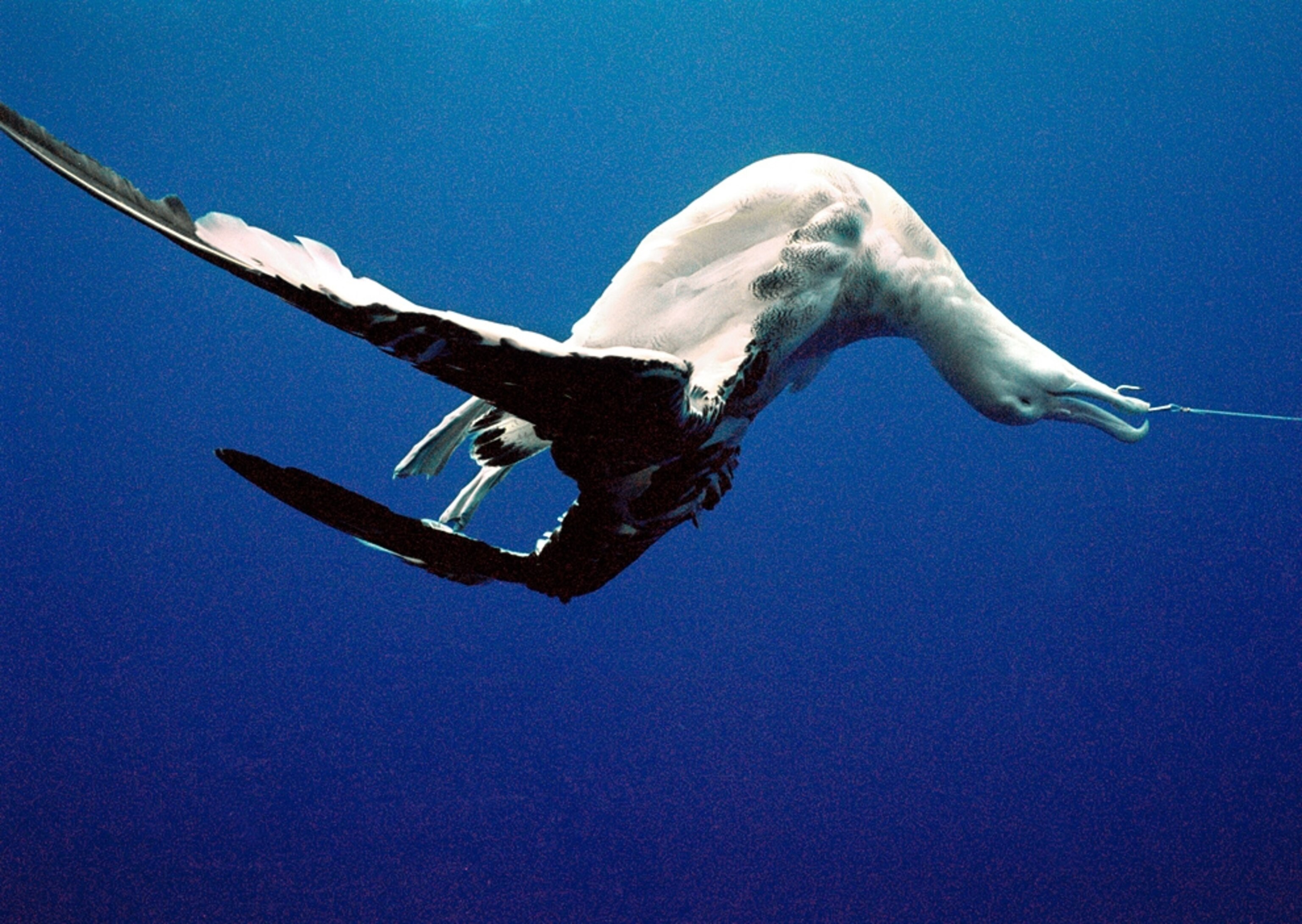 Picture of a dead albatross hooked to fishing gear underwater.