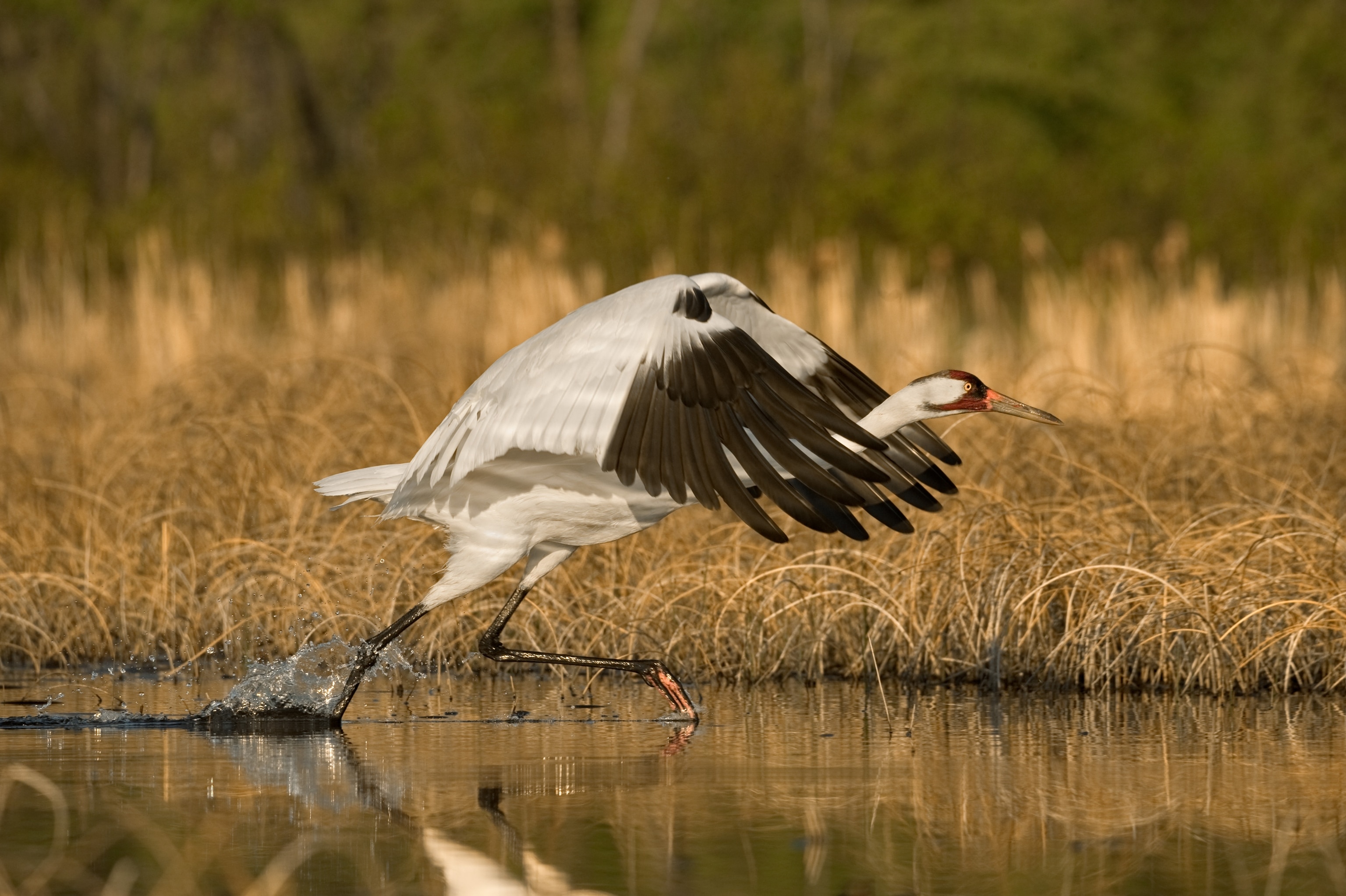 a Grus americana making a splashing run-up to flight through a marsh