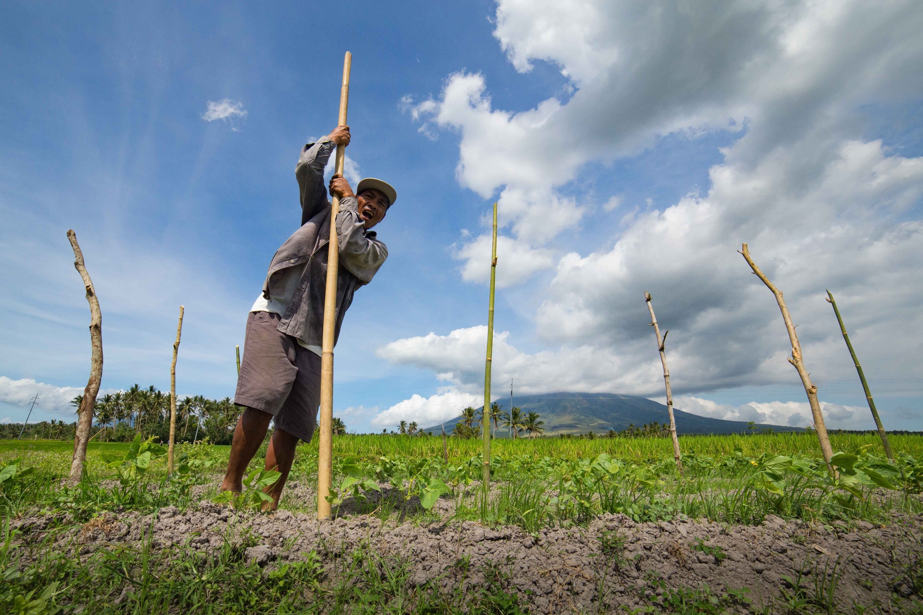 A rice farmer plants vegetables