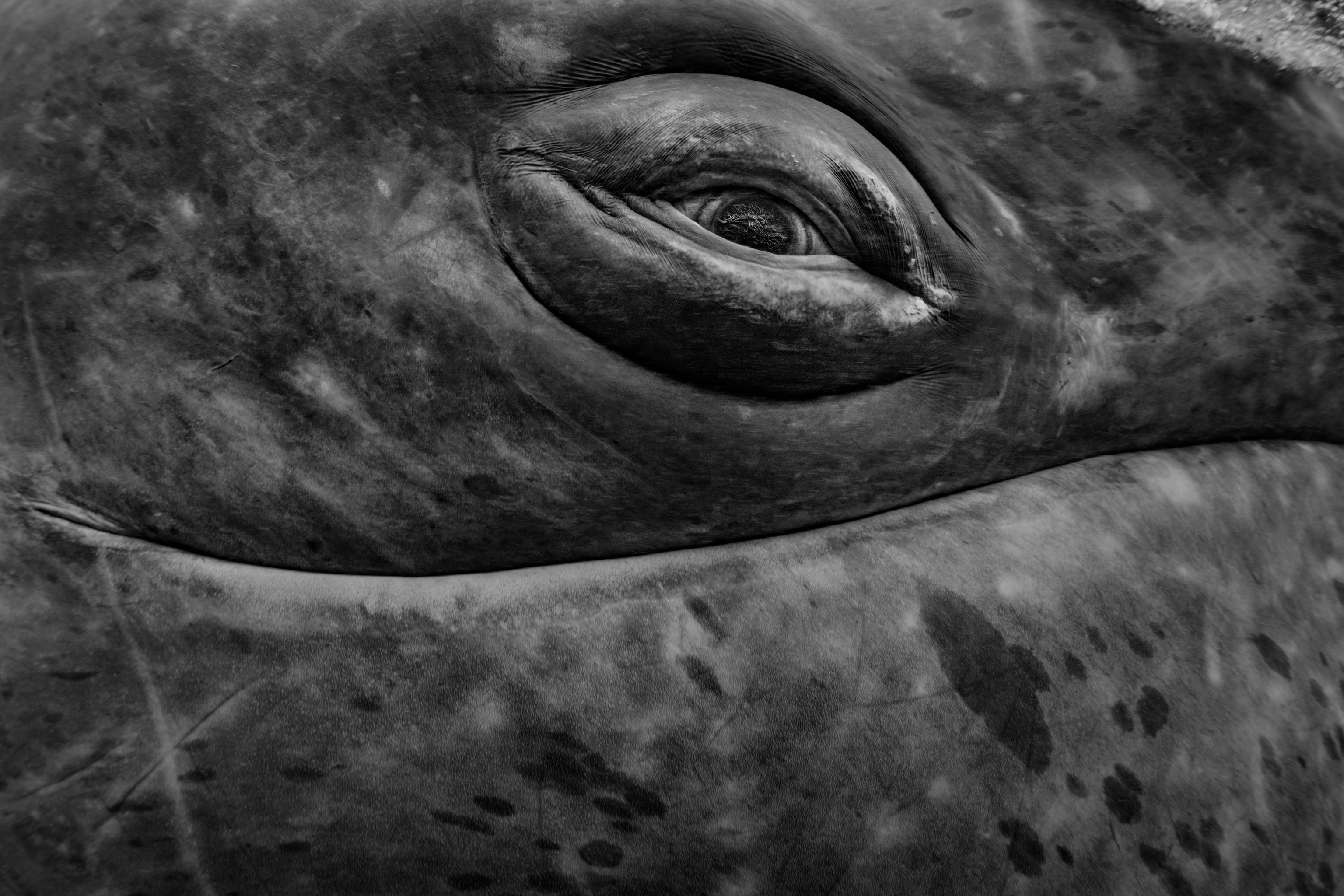 An up-close, black and white photo of a whales eye.