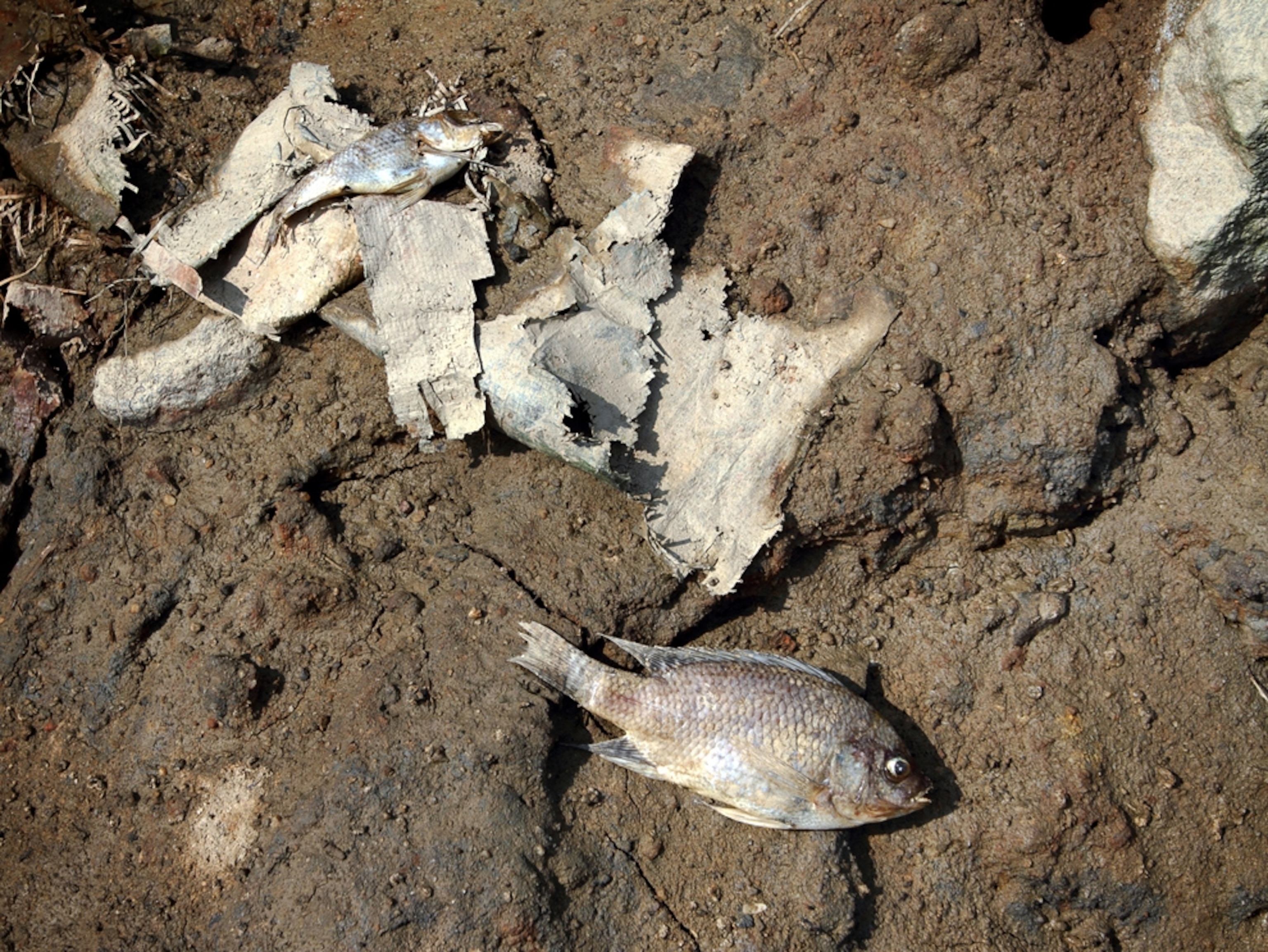 A dead fish lies on the shore of the sea in Guangdong Province