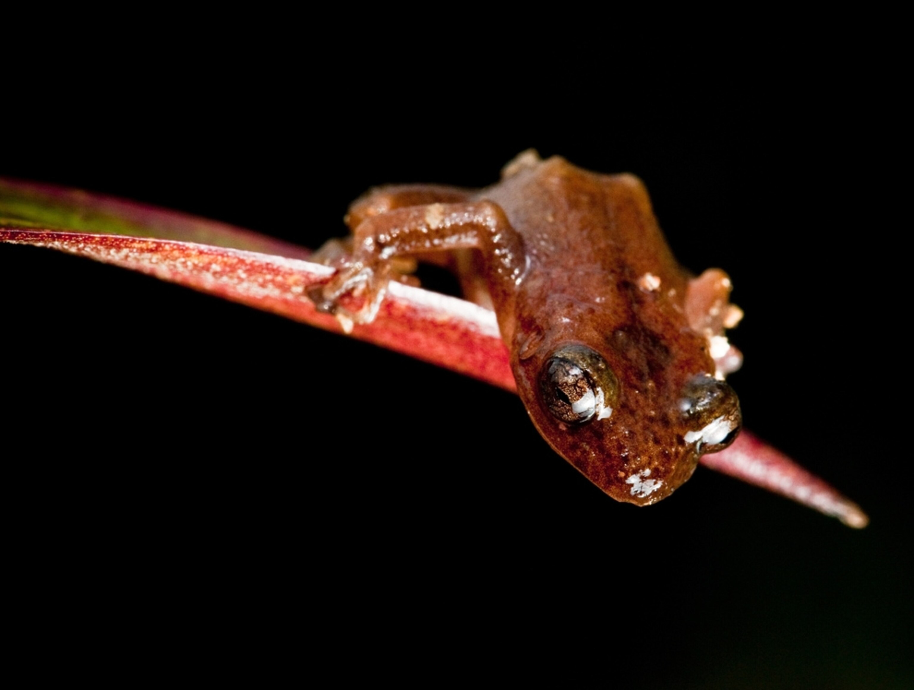 A small reddish frog is perched on a leaf and peeking toward the ground