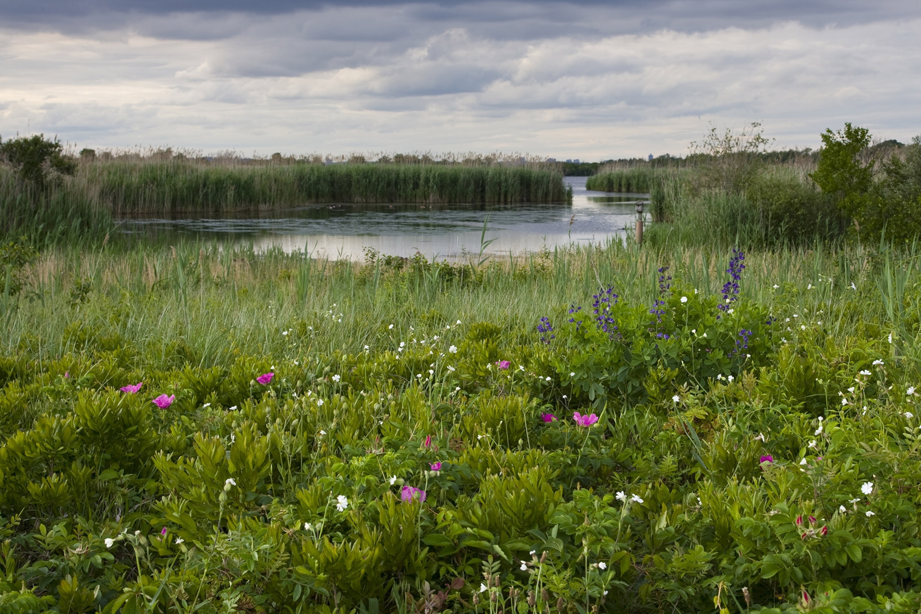 Wildflowers grow along lagoon surrounded by reeds under a stormy sky