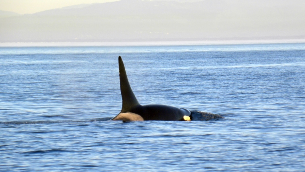 Why Killer Whales Go Through Menopause But Elephants Don’t