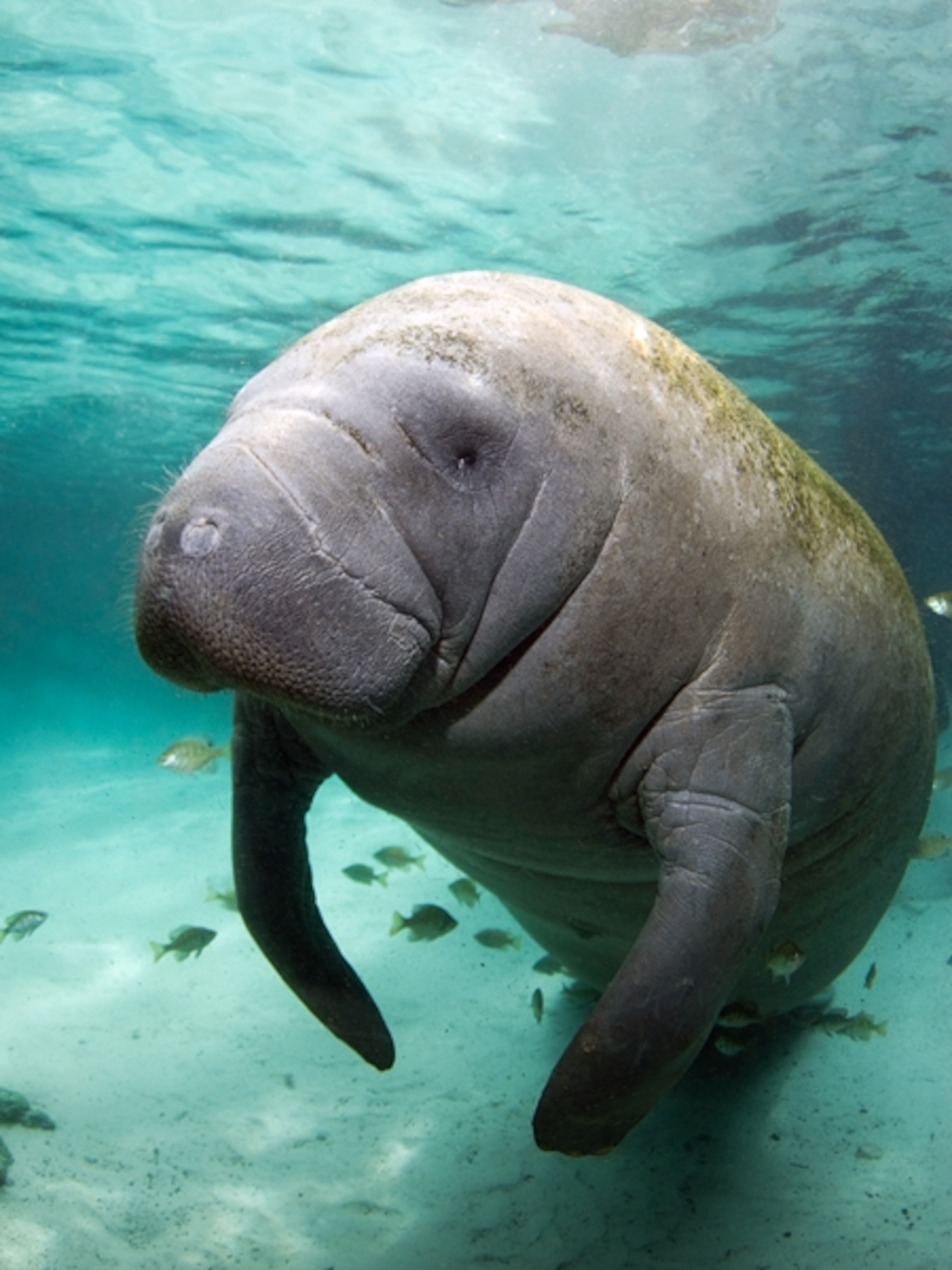 Freshwater Mammal Photos -- National Geographic