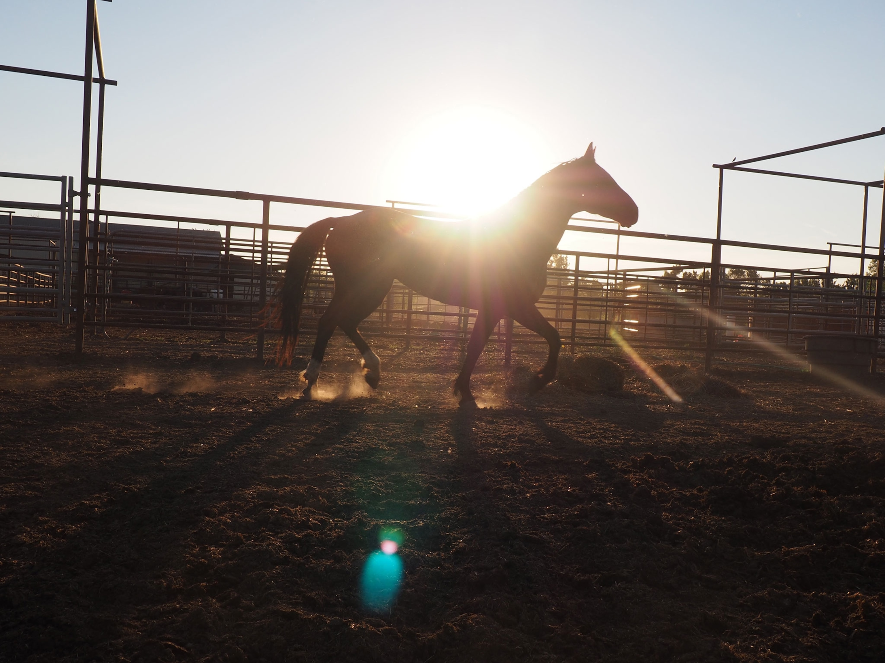 a horse in a corral on the Crow Indian reservation