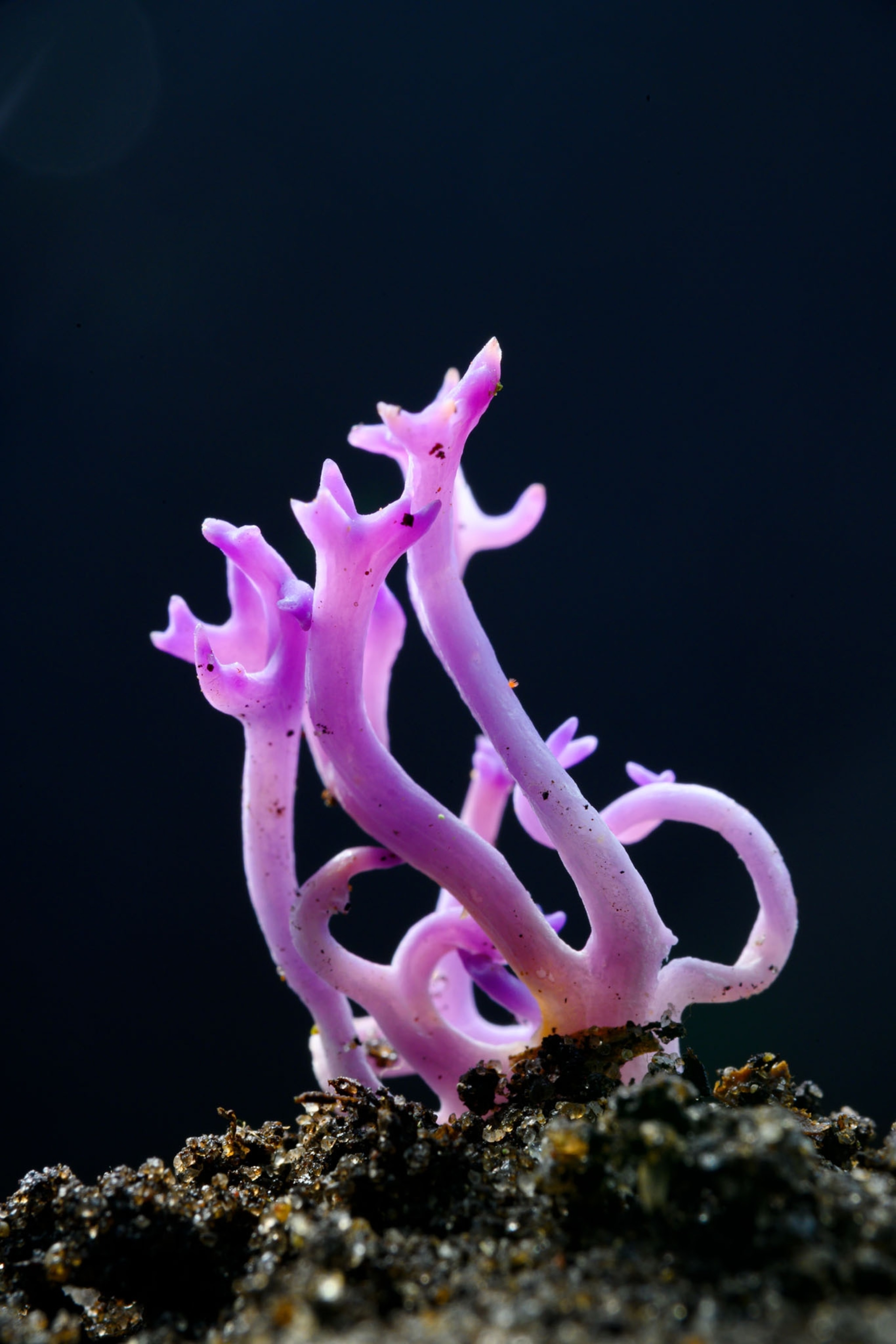 lavender colored mushroom in shape of corral.