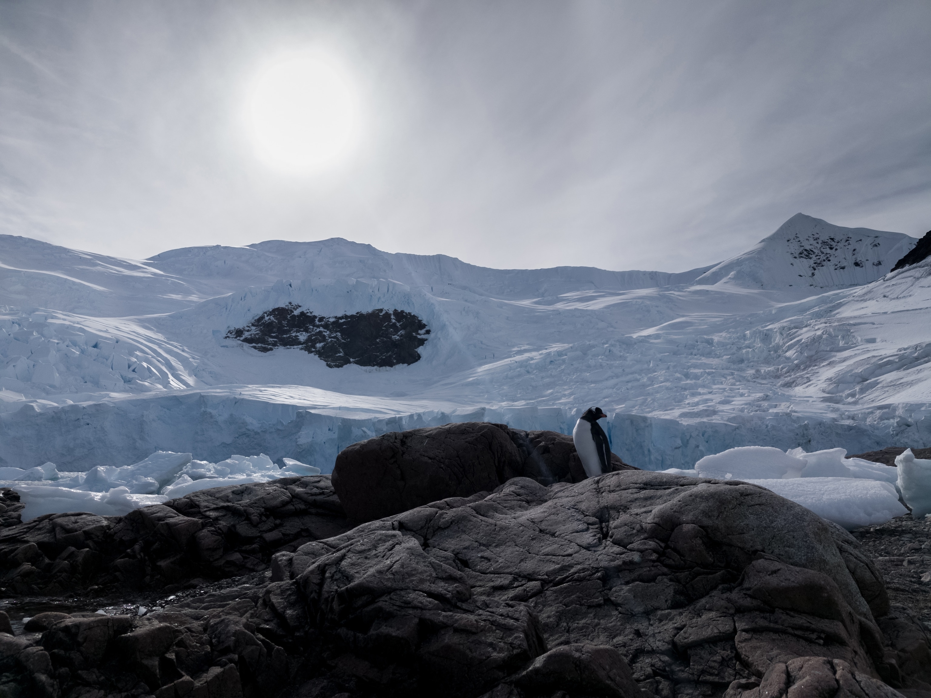 penguin in Antarctica