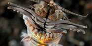 Sea Worms Jaws Bobbit Worm Siladen Snorkeling Dive Resort Sea Worms Jaws Bobbit Worm Siladen Snorkeling Dive Resort