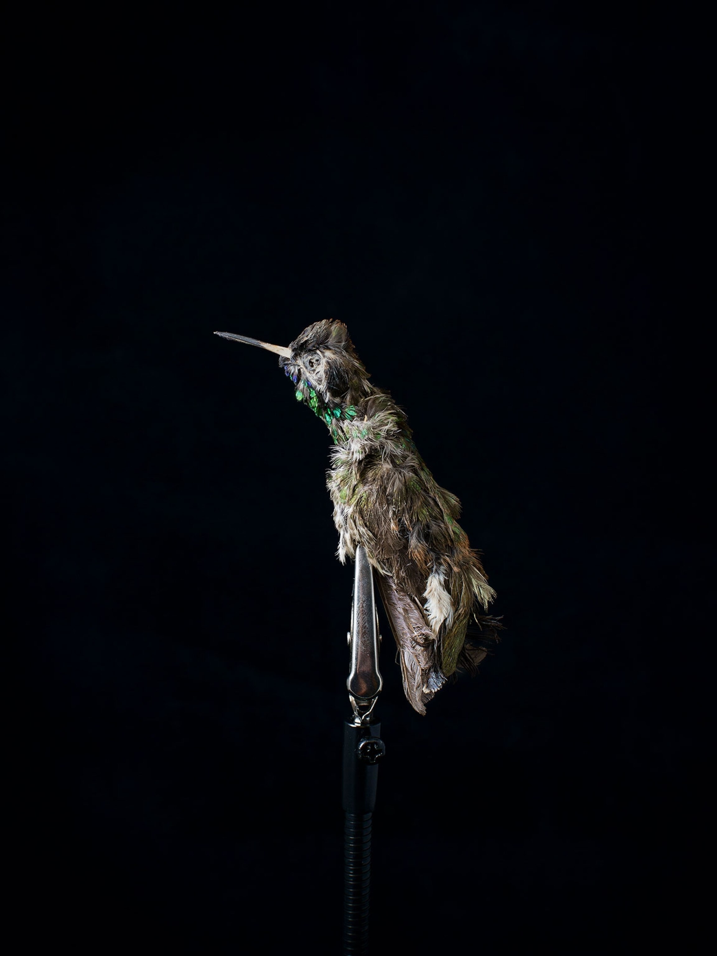 Inside the Strange World of Dried Hummingbird Love Charm Trafficking