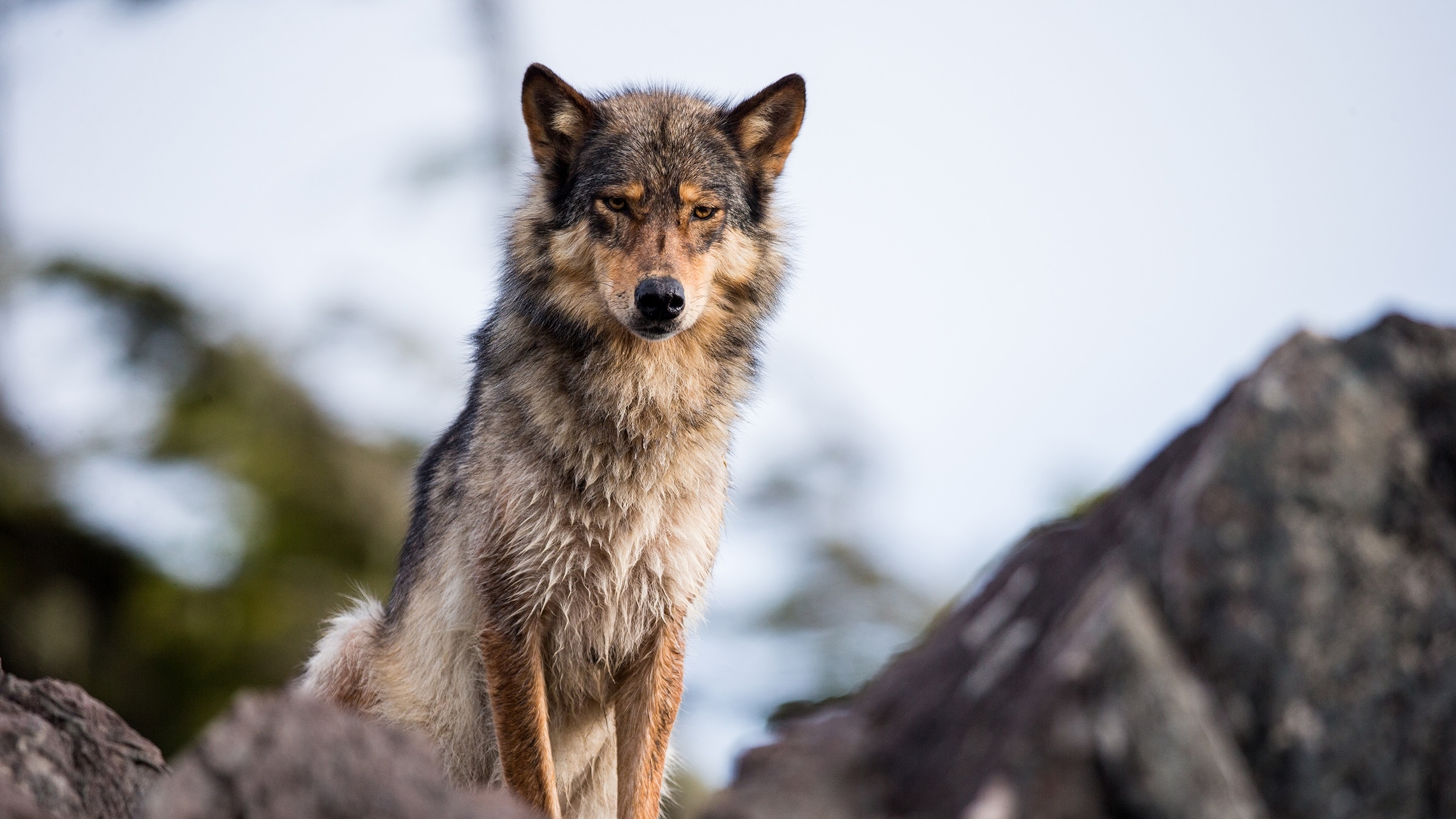 Maybe dogs didn't need us at all to domesticate themselves