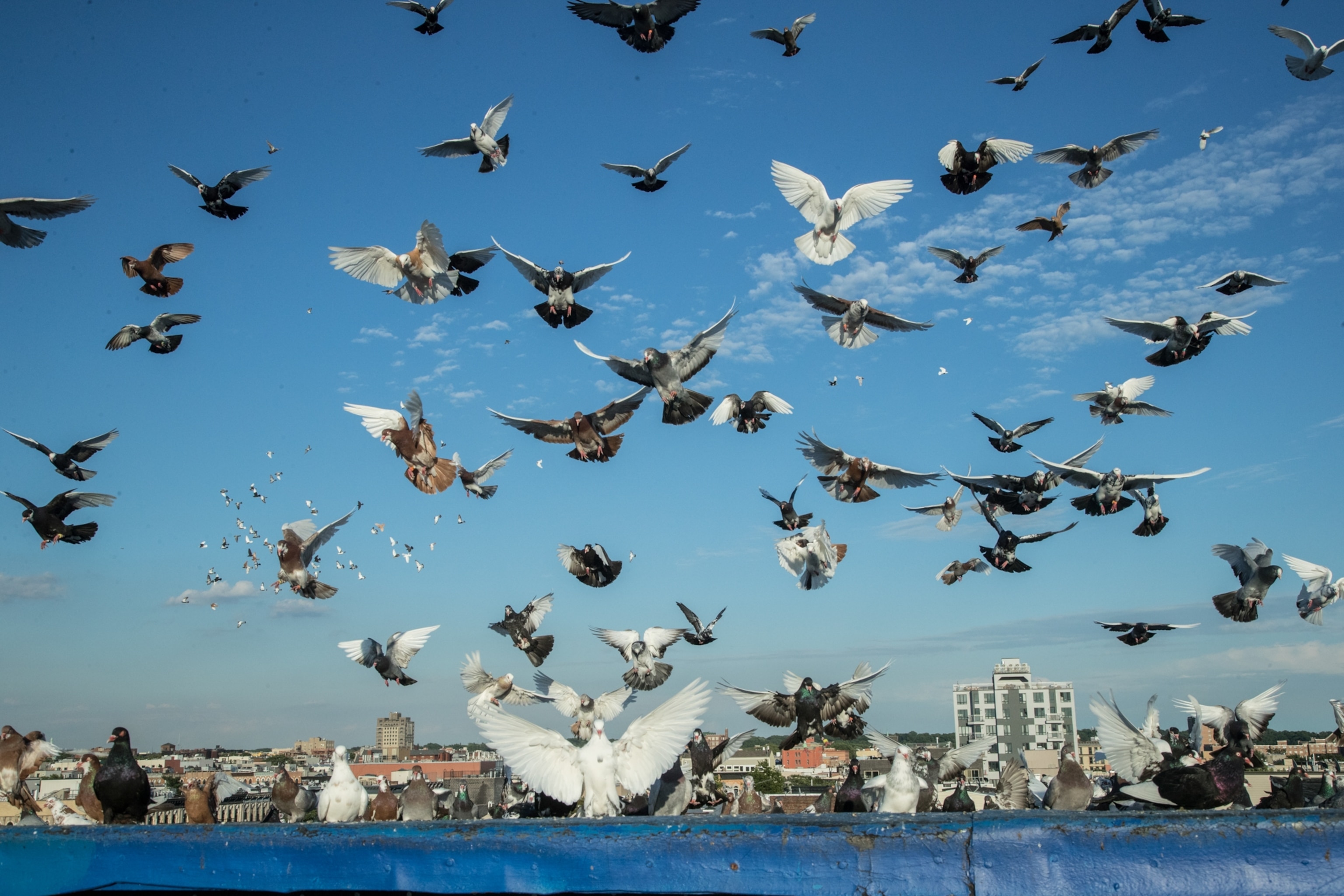 A flock of pigeons, with wings spread, flies over a rooftop under a clear blue sky.