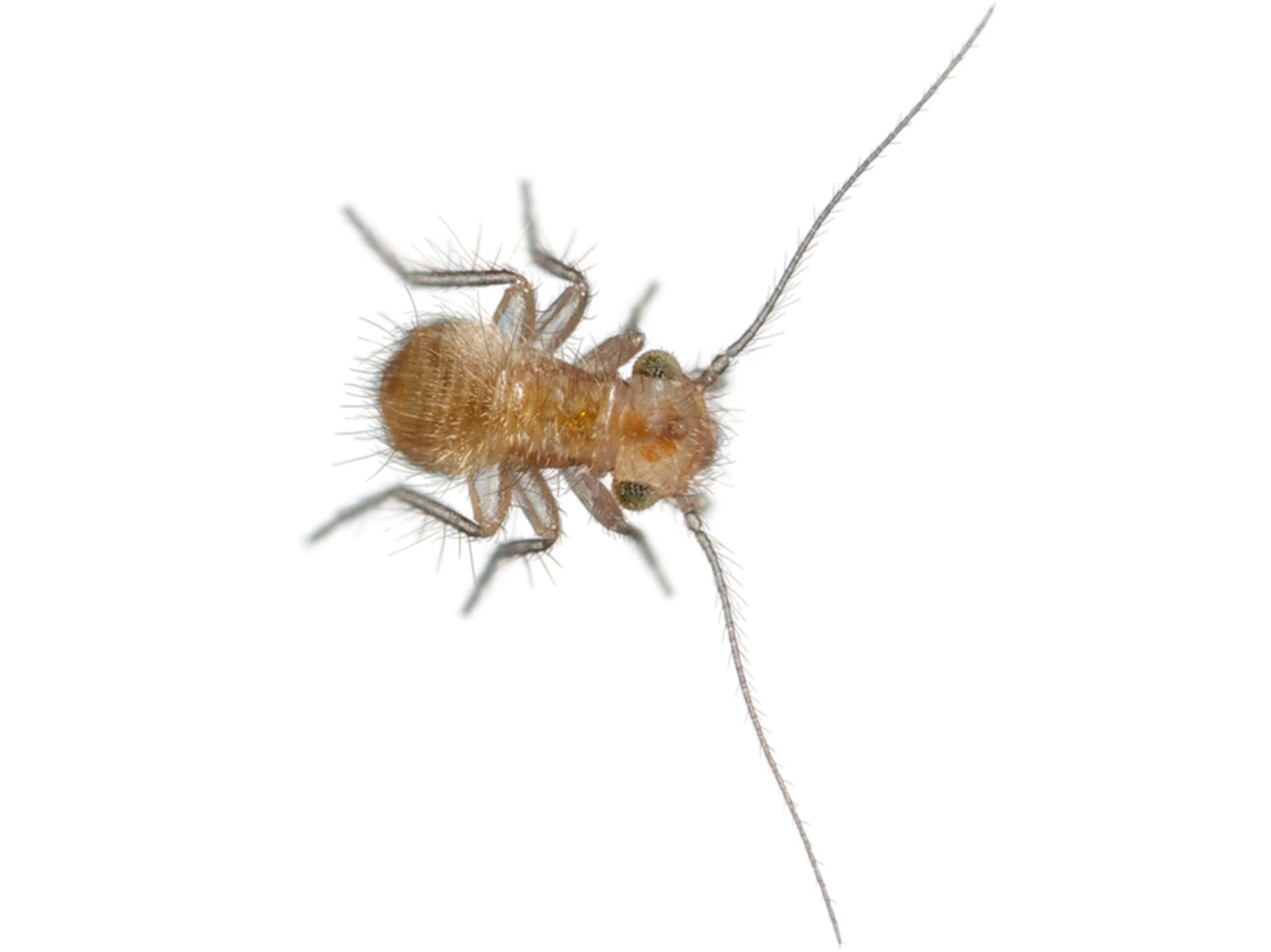 Common Name: Gump's woodlouse, Scientific Name: Echmepteryx gumpi, Magnification: 5x,