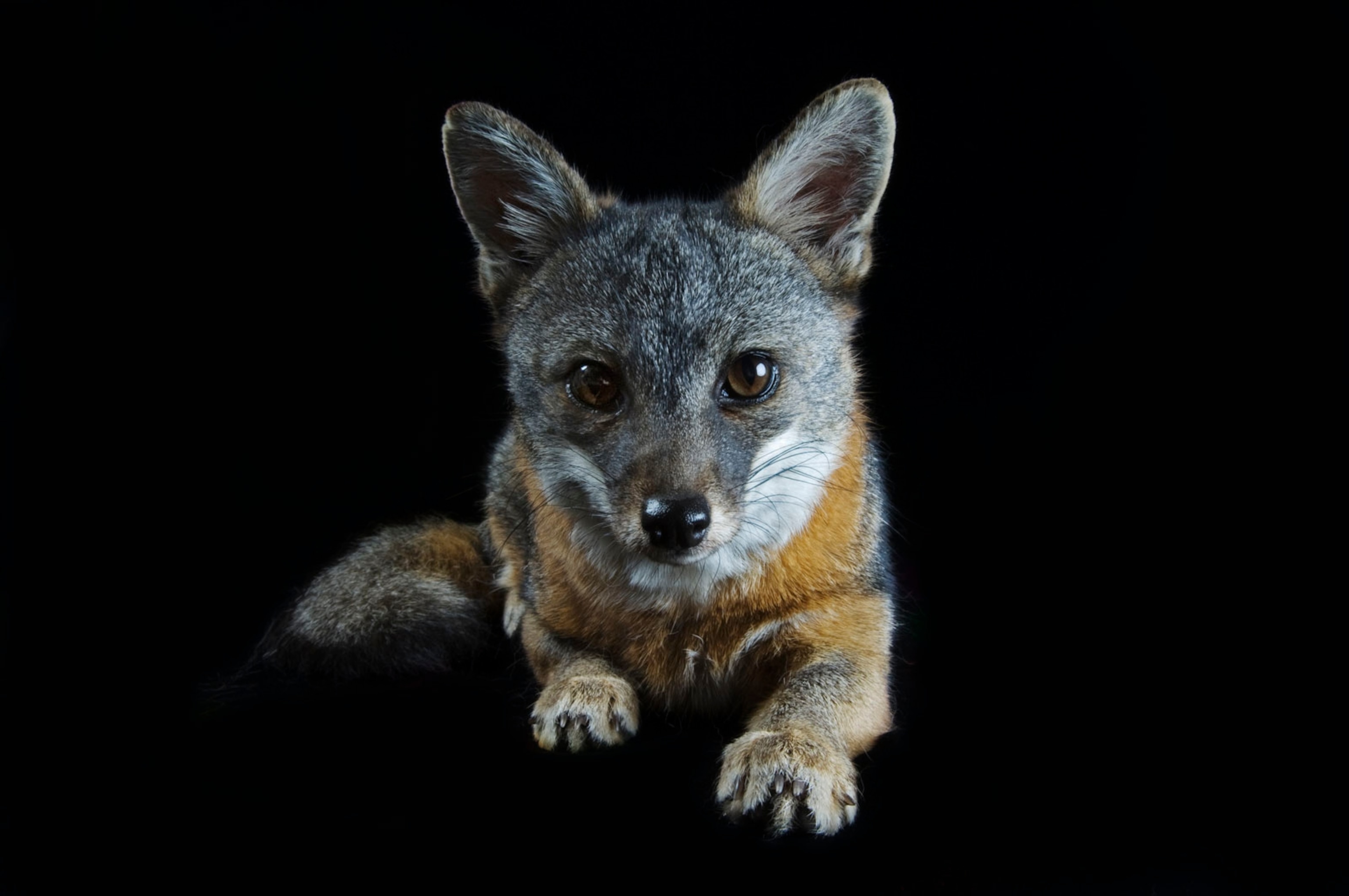 a Santa Catalina Island fox