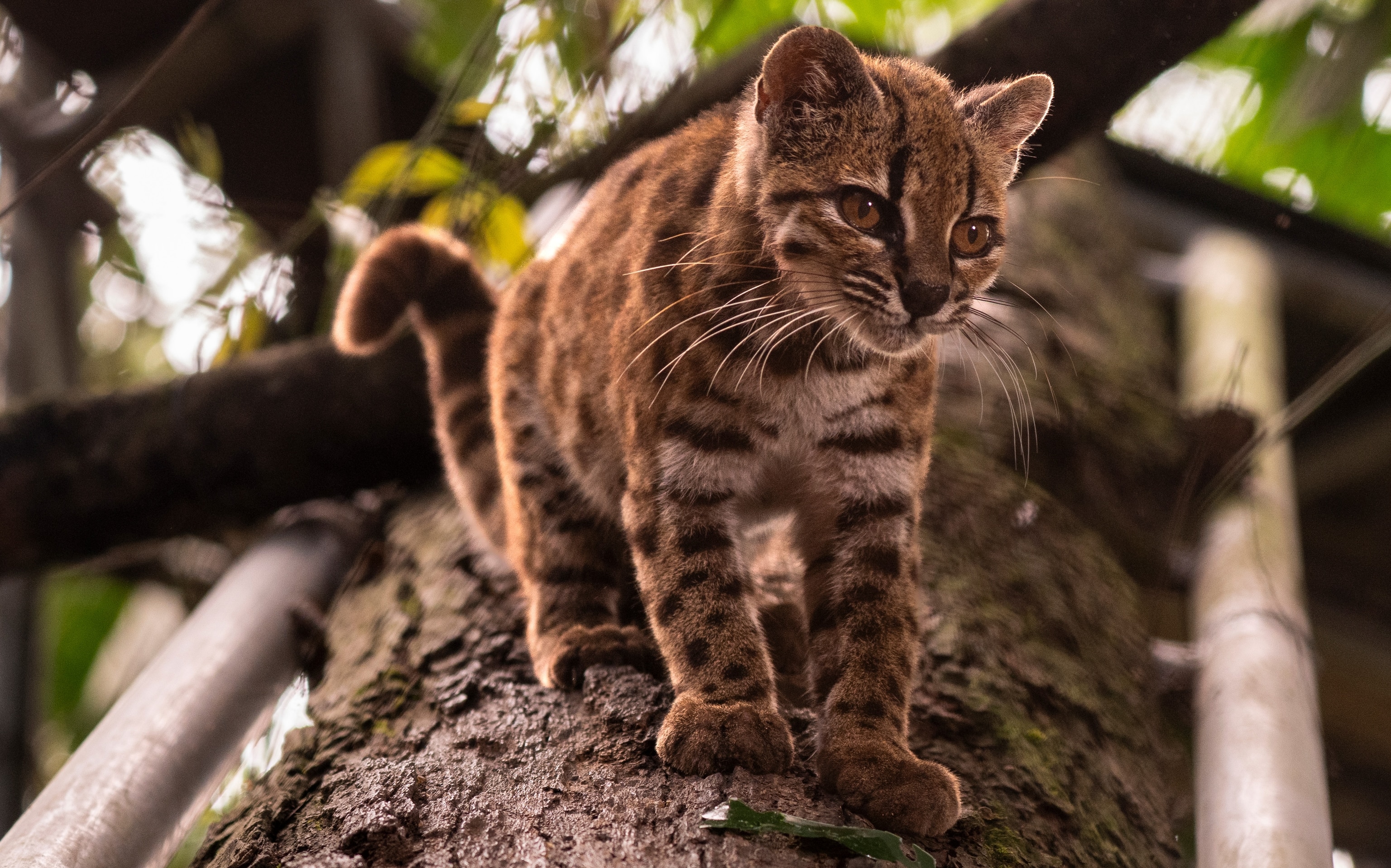 A tan and black spotted cat crawls down a tree branch.