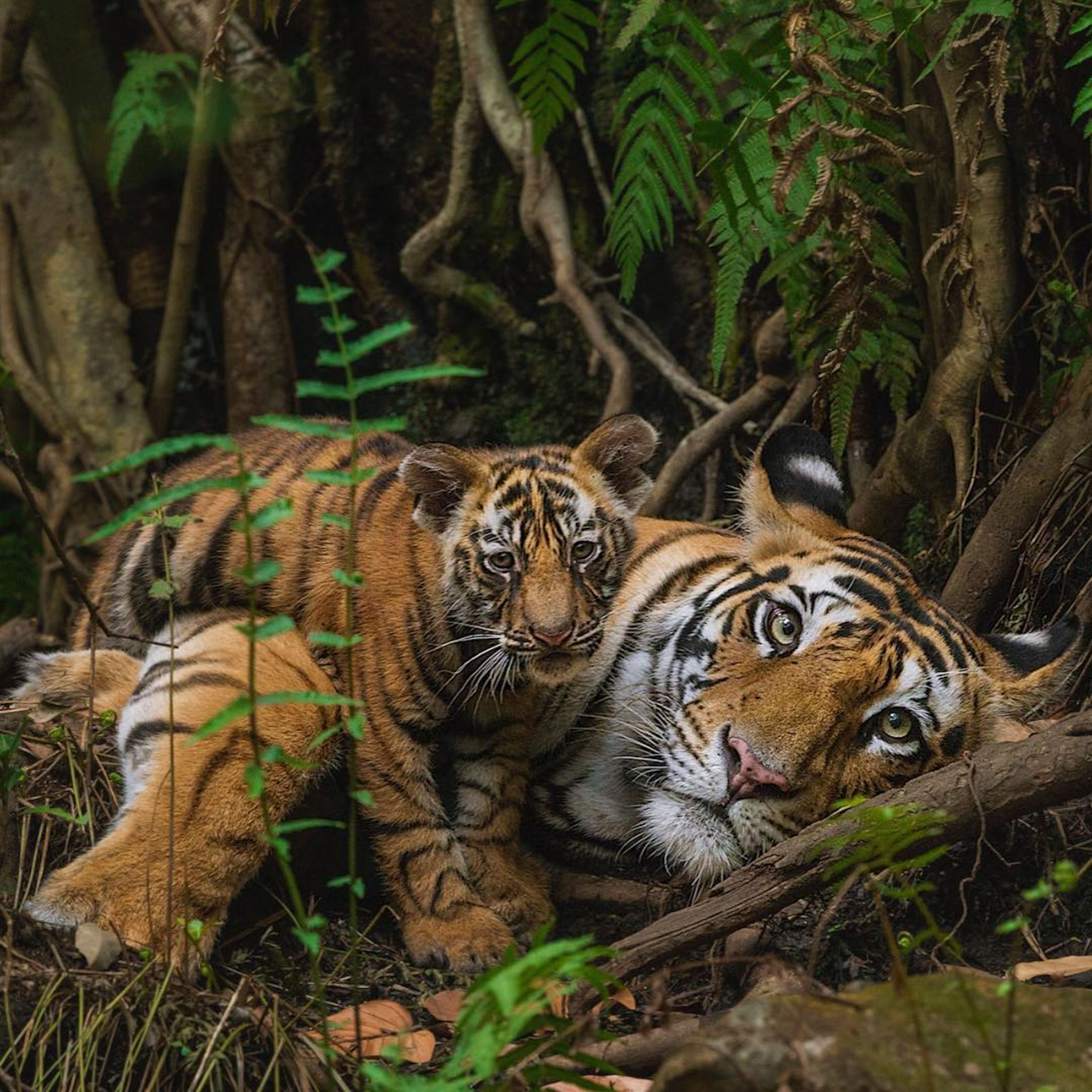 a tiger with her cub